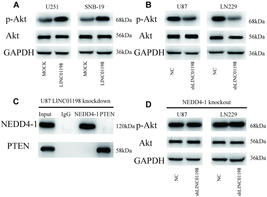 LINC01198 enhances AKT activity through regulation of the NEDD4-1/PTEN axis in glioma cells. (A) Forced LINC01198 expression upregulated p-AKT expression in glioma cells. (B) Protein expression levels of p-AKT were reduced in glioma cells treated with LINC01198 shRNA. (C) LINC01198 knockdown inhibited the interplay between NEDD4-1 and PTEN in glioma cells. (D) Forced LINC01198 expression did not upregulate p-AKT expression in CRISPR/cas9-induced NEDD4-1-knockout glioma cells.