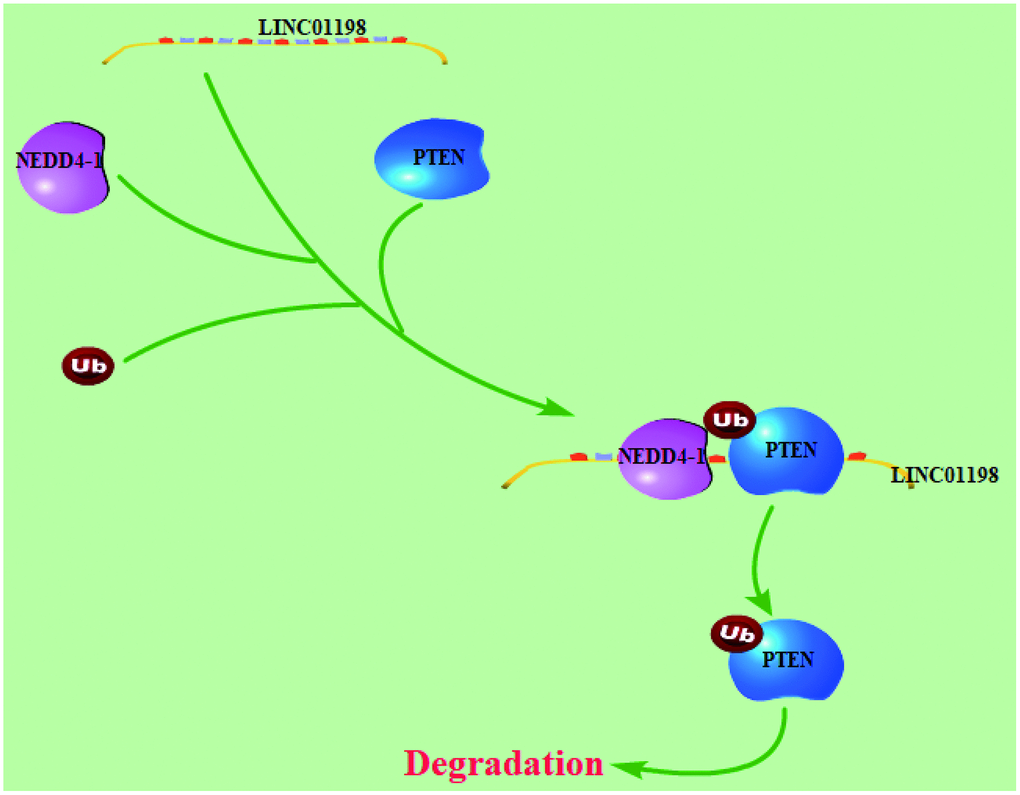 Working model: LINC01198 overexpression promotes the proliferation and temozolomide resistance of glioma cells.