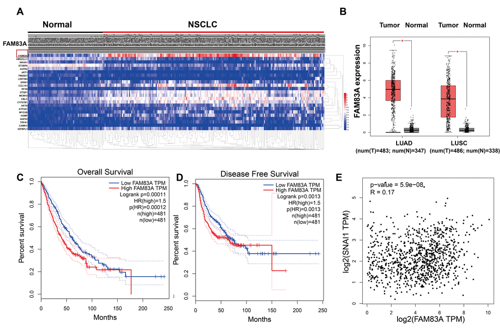 FAM83A was overexpression in NSCLC tissues and correlated with more aggressive clinical characteristics in the TCGA dataset. (A) Heatmaps showing the clustering patterns of differentially expressed FAM83A between normal and lung cancer specimens. (B) Box plot analysis of the FAM83A mRNA levels in lung adenocarcinoma (LUAD) and human lung squamous cell carcinoma (LUSC) tissue samples. (C–D) Kaplan-Meier plots of overall-survival (C) and disease-free survival (D) in NSCLC patients with high and low levels of FAM83A. The dotted line indicates the 95% confidence interval. (E) Pearson’s test showed that FAM83A had weak positive correlation with Snail (r = 0.17, P