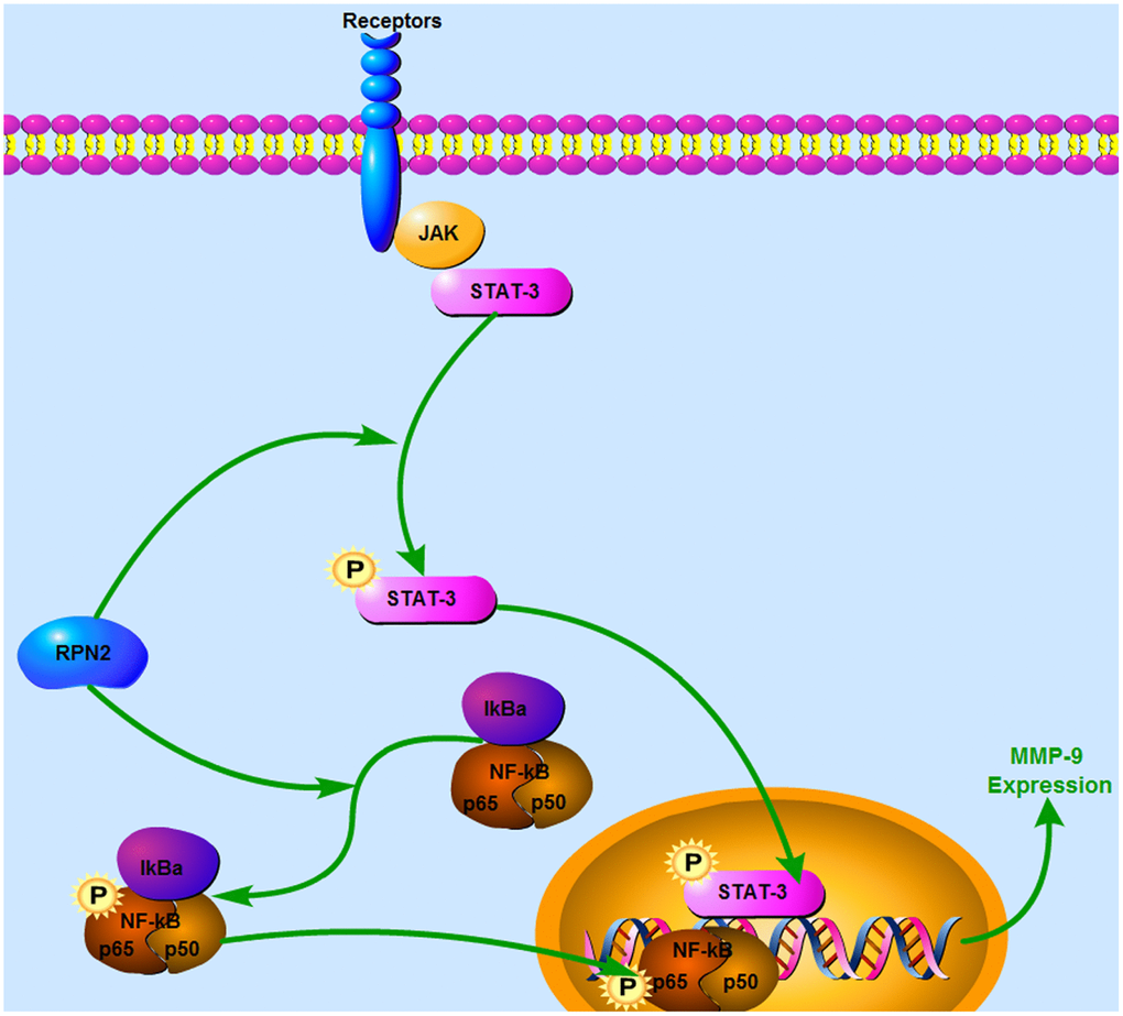 Schematic model for the mechanism of RPN2-mediated STAT3/p65 phosphorylation pathway in HCC cells. In HCC cells, RPN2 resulted in increased phosphorylation of STAT3/p65 and therefore enhanced transcription of MMP-9, which promoted cancer malignancy.