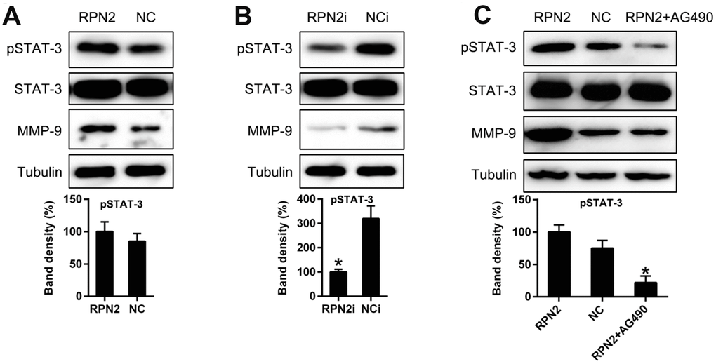 STAT3 is involved in RPN2-regulated MMP-9 expression level in HepG2 cells. (A, B) HepG2 cells were transfected with AD-RPN2 or shRNA-RPN2 to modulate the expression of RPN2 expression. Protein expression and phosphorylation of MMP-9 and STAT3 was detected by WB. © HepG2 cells stably expressing RPN2 were treated with AG490 to block the STAT3 signal transduction. Protein expression of MMP-9 and STAT3 were then analyzed by WB. The band of target protein was normalized to the density of action. The quantification was performed independently in a single band. The experiments were performed three times. Data are represented as mean ± SD.