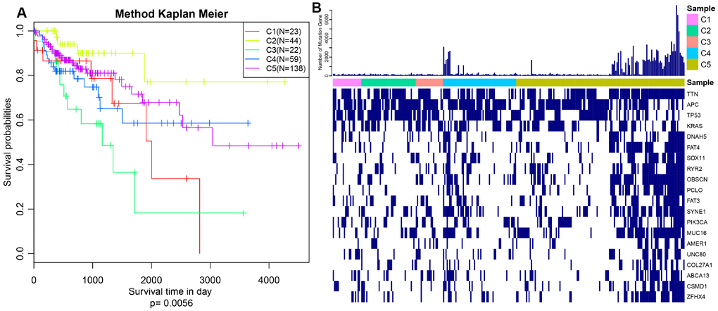 Prognosis description and profiling of mutation genes across five subtypes. (A) Kaplan–Meier plot analysis for five subtypes identified by iCluster (C1, C2, C3, C4, C5) is shown for overall survival (OS). (P=0.0056) (B) Exhibition of top 20 mutated genes among five molecular subtypes.