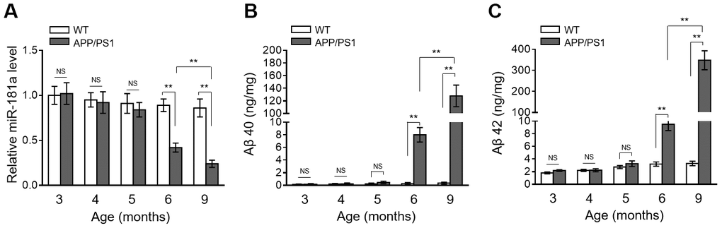 MiR-181a expression declines in APP/PS1 mice during AD development. (A) The expression of miR-181a in the brain of wild-type (WT) and APP/PS1 mice with increasing indicated age was determined by qRT-PCR analysis. U6 was used as an internal control. Data are expressed as relative to that of 3-month-old mice (n = 8 mice per group). (B–C) The level of Aβ 40 (B) and Aβ 42 (C) in WT and APP/PS1 mice with increasing indicated age was measured by ELISA assay. Data are expressed as ng Aβ 40 or Aβ 42 per mg total protein samples (n = 8 mice per group). All data are mean ± SD, and compared by one-way ANOVA followed by Tukey’s post-hoc tests. **, P 