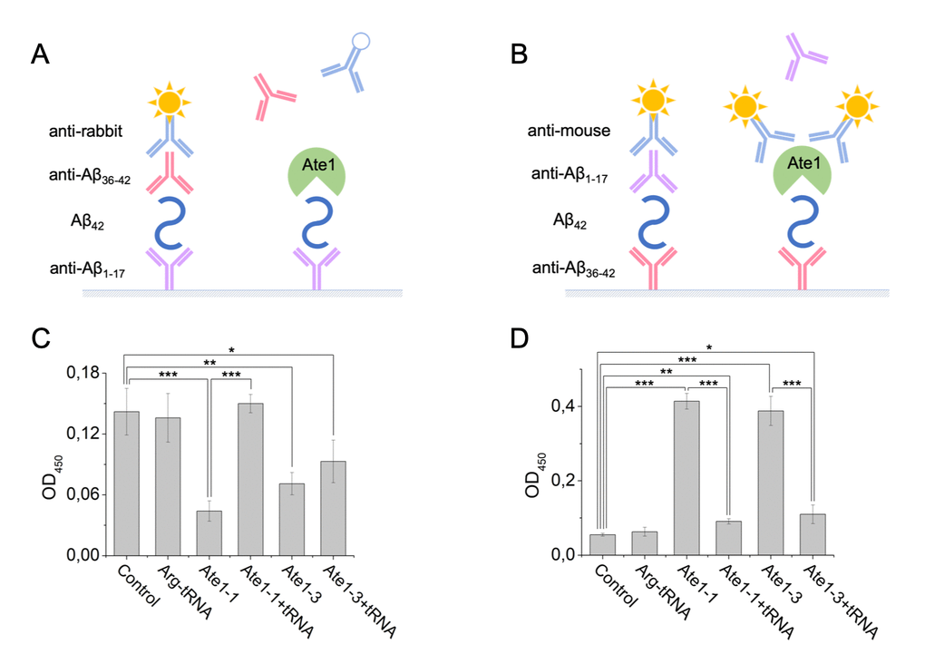 Interaction of Aβ42, tRNA, and Ate1. Schematic representation of ELISA assay with immobilized anti-Aβ1-17 antibodies (A) or anti-Aβ36-42 antibodies (B). (C) Detection of tRNA and Ate1 ability to interact with C-terminus of Aβ. (D) Same as (C) but with N-terminal region of Aβ. OD450 – optical density measured at 450 nm. Each value is the mean ± SD of at least four independent experiments; *p 