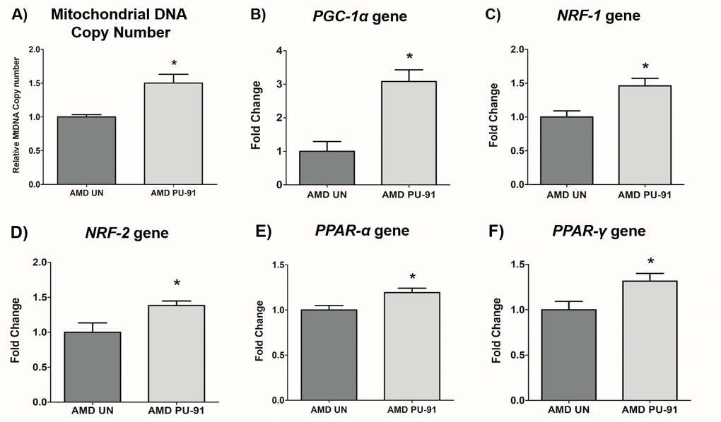 PU-91 regulates the mitochondrial biogenesis pathway. We used quantitative qRT-PCR to measure the relative mtDNA copy number (A), and the gene expression of markers of the mitochondrial biogenesis pathway such as PGC-1α (B), NRF-1 (C), NRF-2 (D), PPAR-α (E), and PPAR-γ (F). PU-91-treated AMD cybrids (AMD PU-91) had higher mtDNA copy numbers and increased gene expression levels of all the above-mentioned markers (p≤0.05, n=4-5). Data are presented as mean ± SEM and normalized to untreated (UN) AMD cybrids which were assigned a value of 1. Mann-Whitney test was used to measure statistical differences; *p≤0.05.