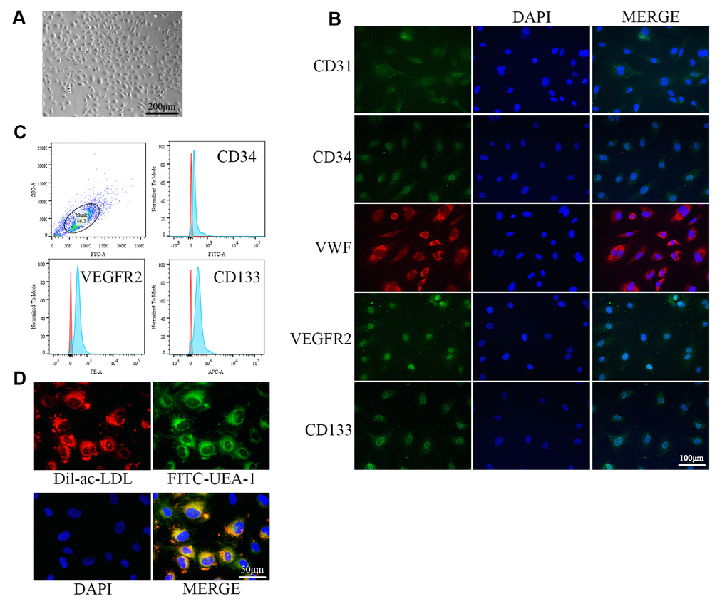 Identification of EPCs from human umbilical cord blood. (A) EPCs at passage 1 (P1) exhibited monolayer growth and cobblestone morphology after 2 weeks. (B) Cells were characterized by the immunofluorescence detection of CD31, CD34, VWF, VEGFR2, and CD133. (C) Flow cytometry revealed the positive expression rates of CD34, VEGFR2, and CD133. (D) Uptake of ac-LDL and binding of FITC-UEA-1 are characteristic functions of endothelial cells.