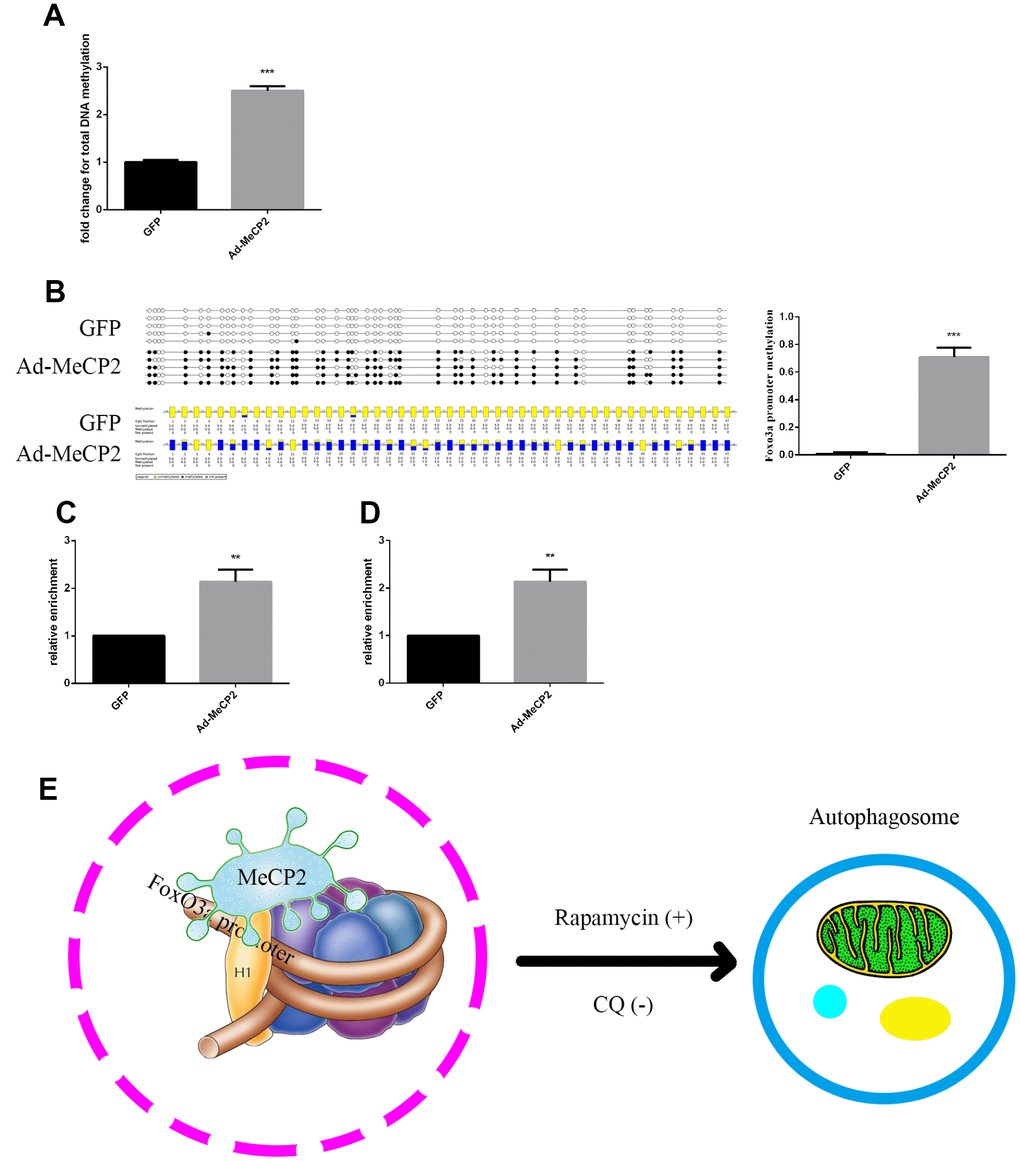 MeCP2 inhibits FoxO3a transcription by promoting FoxO3a promoter methylation and enhancing H3K9 dimethylation. (A) Genome methylation was detected after MeCP2 overexpression. (B) DNA methylation was detected by BSP after MeCP2 overexpression. (C) ChIP of MeCP2 binding to the FoxO3a promoter after MeCP2 overexpression. (D) ChIP demonstrated H3K9me2 enrichment on the FoxO3a promoter after MeCP2 overexpression. (E) Proposed mechanism. *P 