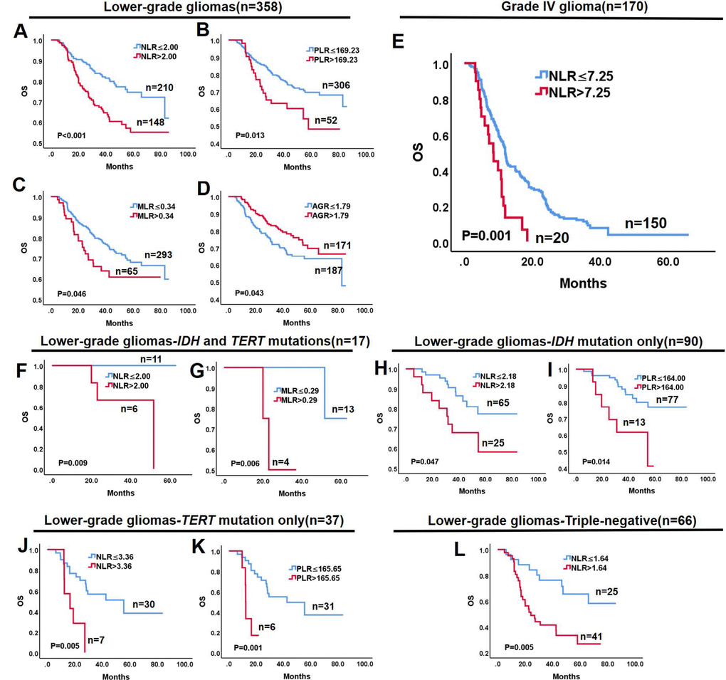 Kaplan-Meier survival curves of glioma subgroups based on hematological markers. Lower-grade gliomas: (A) NLR > 2.00 is associated with worse OS (P B) PLR > 169.23 is associated with worse OS (P = 0.013); (C) MLR > 0.34 is associated with worse OS (P = 0.046); and (D) AGR > 1.79 is associated with better OS (P = 0.043). (E) In Grade IV glioma, NLR > 7.25 is associated with better OS (P = 0.001). (F, G) In the IDH and TERT mutations group of lower-grade gliomas, NLR > 2.00 and MLR > 0.29 predict worse OS (P H, I) In the IDH mutation only group of lower-grade gliomas, NLR > 2.18 and PLR > 164.00 predict worse OS (P = 0.047 and P = 0.014, respectively). (J, K) In the TERT mutation only group of lower-grade gliomas, NLR > 3.36 and PLR > 165.65 predict worse OS (P = 0.005 and P = 0.001, respectively). (L) In triple-negative lower-grade gliomas, NLR > 1.64 predicts worse OS.