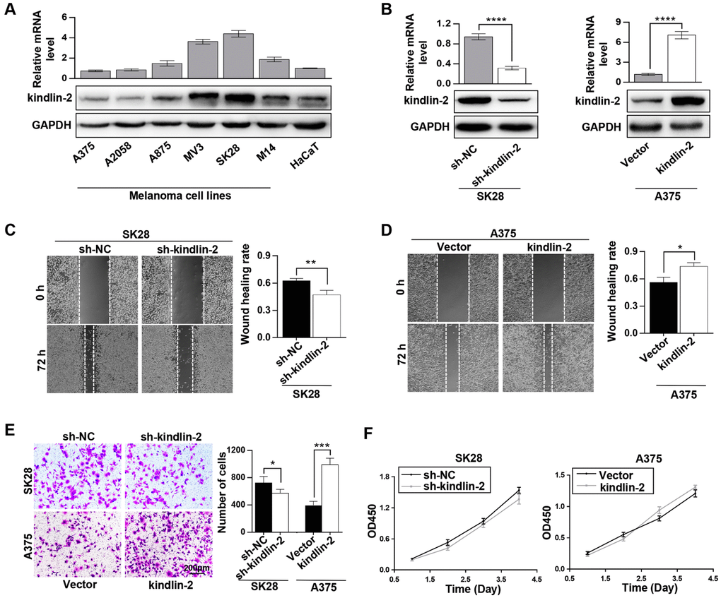Elevated kindlin-2 promotes melanoma cell invasion and migration. (A) The mRNA and protein levels of kindlin-2 in six melanoma cell lines and HaCaT, a normal skin cell line. (B) The efficiencies of kindlin-2 knockdown and overexpression were examined by western blotting and qRT-PCR. (C and D) The migration ability of SK28-shNC and SK28-sh-kindlin-2 (C), A375-Vector and A375-kindlin-2 (D) cells was measured by wound-healing assays. (E) Invasion ability was measured in the indicated cells by Matrigel invasion assays. (F) The effects of kindlin-2 knockdown and overexpression on proliferation ability were measured by CCK-8 assays. *p**p***p****p