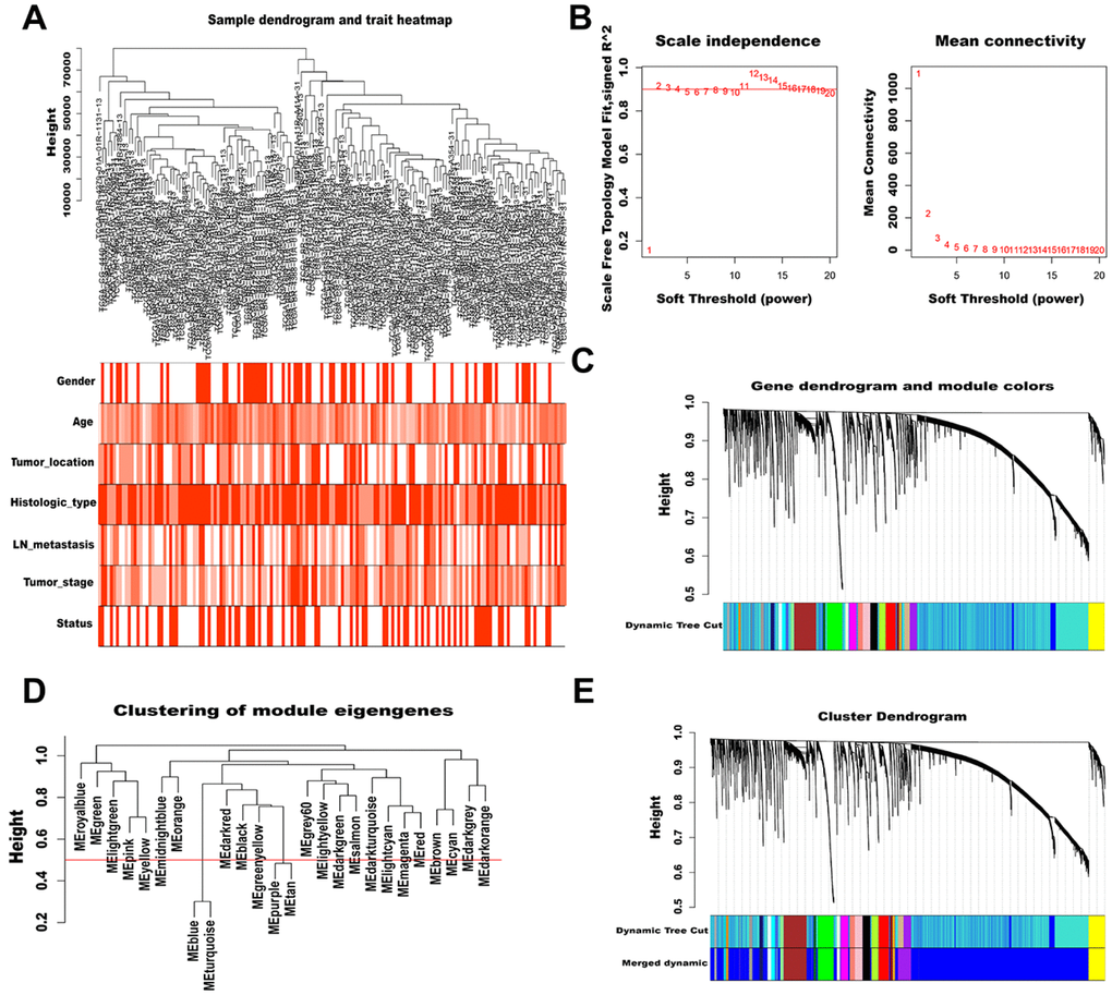 WGCNA of lncRNAs in AGC. (A) Sample dendrogram and trait heatmap (outliers and samples with incomplete clinical information were removed). Color depth is proportional to the strength of the correlation with clinical traits in each sample, with red and white representing highest and lowest correlation, respectively. (B) Soft-thresholding power analysis of scale independence and mean connectivity. The left graph shows the correlation coefficients that correspond to different soft-thresholding powers. The higher the coefficient, the more the network conforms to the distribution of scale-free networks. The right graph displays the mean coefficient of contiguous genes in the gene network corresponding to different soft-thresholding powers, which reflects the average connection level of the network. (C) The dynamic Tree Cut method classifies gene clustering trees. Different colors represent different gene modules, and gray indicates genes that do not belong to any known module. (D) Cluster dendrogram of module eigengenes. The value corresponding to the red line in the figure indicates the merge threshold. (E) Clustering dendrogram of genes by hierarchical clustering based on the dissimilarity TOM. Dynamic tree cut corresponds to the originally obtained module, and merged dynamic corresponds to the merged module finally obtained.