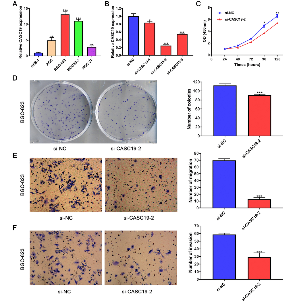 CASC19 knockdown inhibits GC cell proliferation and metastasis. (A) qRT-PCR analysis of CASC19 expression in four GC cell lines (AGS, BGC-823, MGC-803, and HGC-27) and a normal gastric mucosal epithelial cell line (GES-1). (B) qRT-PCR showing successful CASC19 knockdown in BGC-823 cells using si-CASC19-2. (C) CASC19 knockdown inhibits proliferation in BGC-823 cells. (D) Colony formation is increased after CASC19 knockdown. (E) and (F) CASC19 silencing decreases cell migration in Transwell assays. All data are presented as mean ± standard deviation of three independent experiments. *P **P ***P 