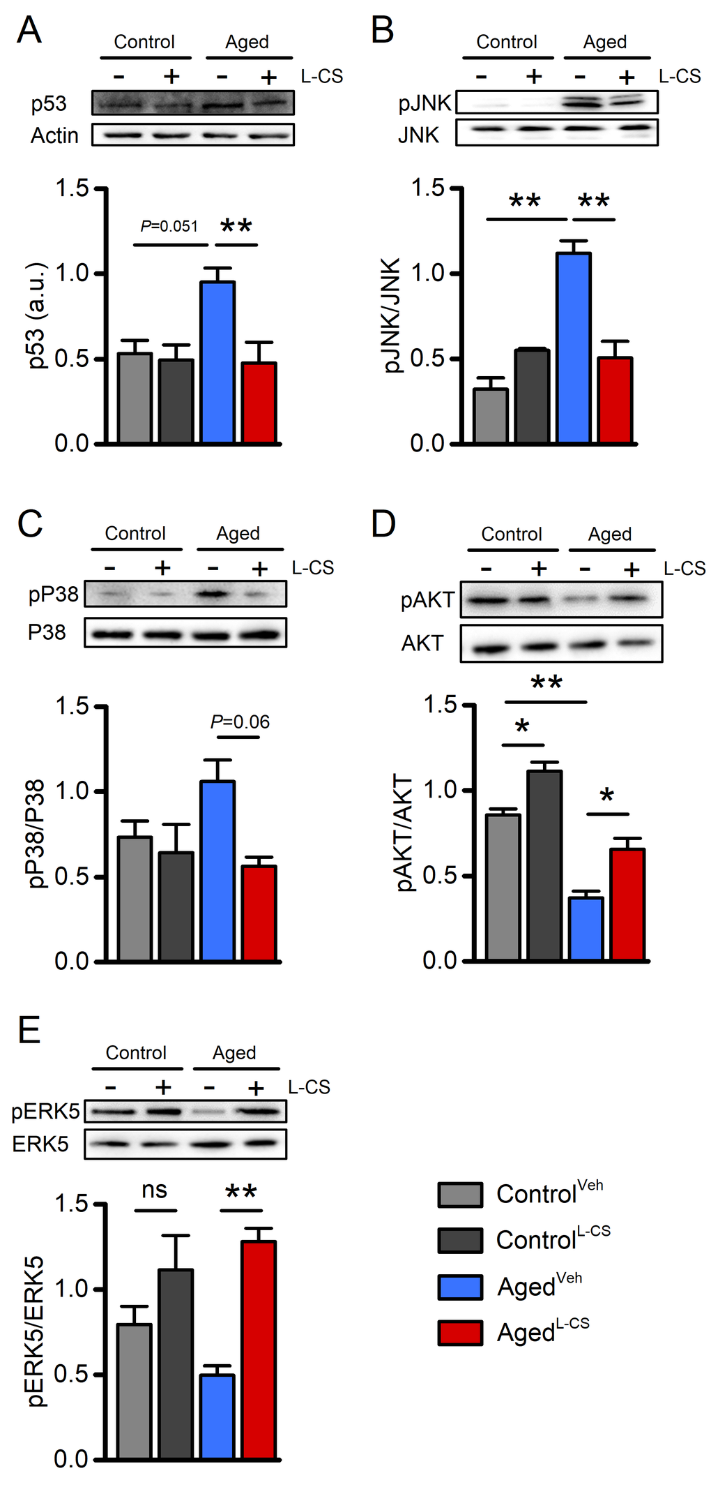 Effects of aging and L-CS on senescence-related molecular markers.Western blots show L-CS-or vehicle-driven effects on senescence-associated markers obtained from protein extracts of control and aged cortical cultures. Each image is representative of three independent experiments. (A) Bar graphs depict p53 levels in the four study groups (n=3). (B) Bar graphs depict pJNK levels in the four study groups (n=3). (C) Bar graphs depict pP38 levels in the four study groups (n=3). (D) Bar graphs depict pAKT levels in the four study groups (n=3). (E) Bar graphs depict pERK5 levels in the four study groups (n=3). Means were compared by two-way ANOVA followed by Tukey post-hoc test. * indicates p