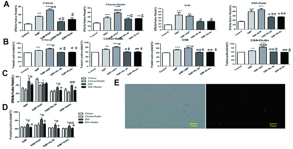 Platelets of normal C57 mice were stimulated with EMP and pretreatment EMPs. Adenosine diphosphate (ADP) (10 μg/mL), RL90 (1 μg/mL), and rutin (60 μM) were used to pretreat EMPs obtained from four groups; then the EMP and the pretreatment EMP were used to stimulate the platelets of normal C57 mice, respectively. FCM was used to detect the level of platelet activation. EMP from the diabetic mice can significantly activate platelets, while RL90 and rutin could inhibit this process. Data were analyzed using one-way ANOVA. (A) Comparisons of the GP IIb/IIIa receptor expression level on the platelet surface of C57 mice stimulated using different pretreated EMPs, within each group. The GP IIb/IIIa receptor expression significantly increased in the EMP stimulus subgroup. *P **P ***P #P ##P ###P ††P ‡P  (B) Comparisons of the expression level of P-selectin on the platelet surface of C57 mice stimulated using different pretreated EMPs, within each group. The P-selectin expression was significantly increased in the EMP stimulus subgroup. *P **P ***P #P ##P ###P †P ††P ‡P  (C) Comparisons of the GP IIb/IIIa receptor expression level on the platelet surface of normal C57 mice among the four groups stimulated using different pretreated EMP. *P **P ***P #P ##P ###P †P ††P ‡ P . (D) Comparisons of the P-selectin expression level on the platelet surface of normal C57 mice among the four groups stimulated using different pretreated EMP. *P **P ***P #P ##P ###P †P ††P ‡ P . (E) The Duolink® in-situ proximity ligation assay was used to detect the GPIIb/IIIa receptor and EMP-PDI on the platelet surface. The red dot granule represents GPIIb/IIIa receptor binding to PDI (scale = 50 μm).