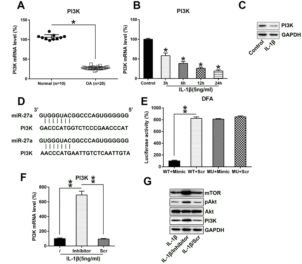 MiR-27a directly targets PI3K. (A) PI3K expression in normal (n=10) as well as OA cartilage samples (n=20) were evaluated via Q-PCR. (B, C) Chondrocytes were treated with IL-1β (5 ng/ml) for 0, 6, 12, or 24 hours. The PI3K expression was assessed by Q-PCR and WB analyses. (D) Graphical representation of the conserved miR-27a-binding motif at the 3′-UTR of PI3K. (E) The DLRA was performed following the transfection of the cells with the luciferase reporter constructs that included either mutated (MU) or wild-type (WT) sequences of human PI3K 3'-UTR after transfection with the miR-27a mimic/miR-Scr. The luciferase activity was normalized to the β-galactosidase activity. Q-PCR (F) as well as WB (G) analyses were performed to assess the PI3K transcription and translation levels, as well as the Akt, phosphor-Akt, and mTOR protein levels, following the transfection of IL-1β-treated chondrocytes transfected with the miR-27a inhibitor and miR-Scr. The results are described as the mean ± SD. *P 
