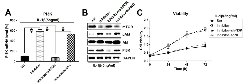 Silencing the PI3K expression restored the impact of miR-27a inhibition on the growth of IL-1β-treated chondrocytes. IL-1β-treated chondrocytes were co-transfected with the miR-27a inhibitor/miR-Scr and shRNA-PI3K/shRNA-NC. (A) The PI3K expression in cells after their transfection was assessed at the mRNA level by Q-PCR. (B) WB was performed to detect the Akt, phosphor-Akt, and mTOR protein levels in IL-1β-treated chondrocytes. (C) The proliferation rate of IL-1β-treated chondrocytes was examined at 24, 48, and 72 h following the transfection, utilizing the MTT test. **P 