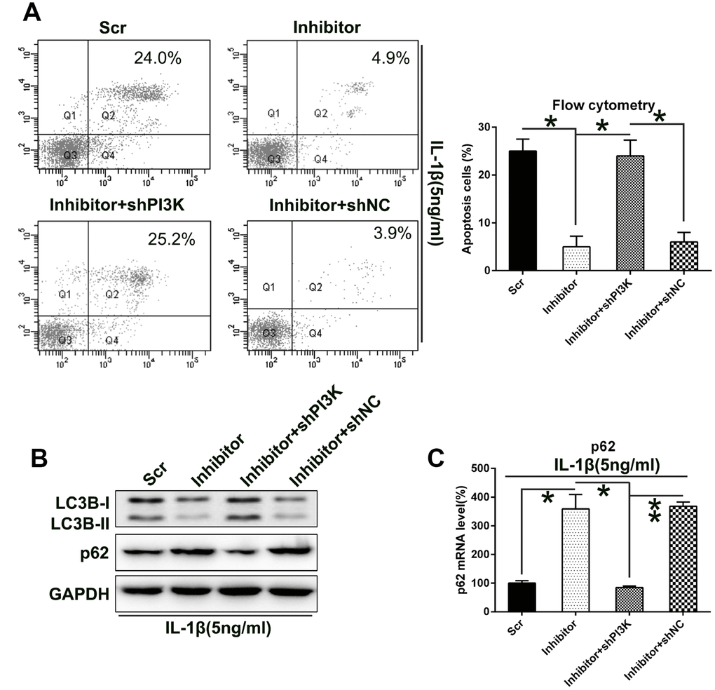 Silencing the PI3K expression increased the apoptosis and autophagy of IL-1β-treated chondrocytes, which were impaired by miR-27a inhibition. IL-1β-treated chondrocytes were co-transfected with the miR-27a inhibitor/miR-Scr and shRNA-PI3K/shRNA-NC. (A) PI3K silencing restored the apoptotic levels attenuated by the miR-27a inhibitor. FC analysis and Annexin V-FITC/PI staining were performed to examine the number of early apoptotic IL-1β-treated chondrocytes at 36 h after their transfection. (B) WB was performed to analyze the expression levels of LC3B and p62 in IL-1β-treated chondrocytes. (C) Q-PCR was performed to analyze the mRNA expression of p62 in IL-1β-treated chondrocytes subjected to miR-27a inhibition and/or PI3K silencing. The results are described as the mean ± SD. *P 