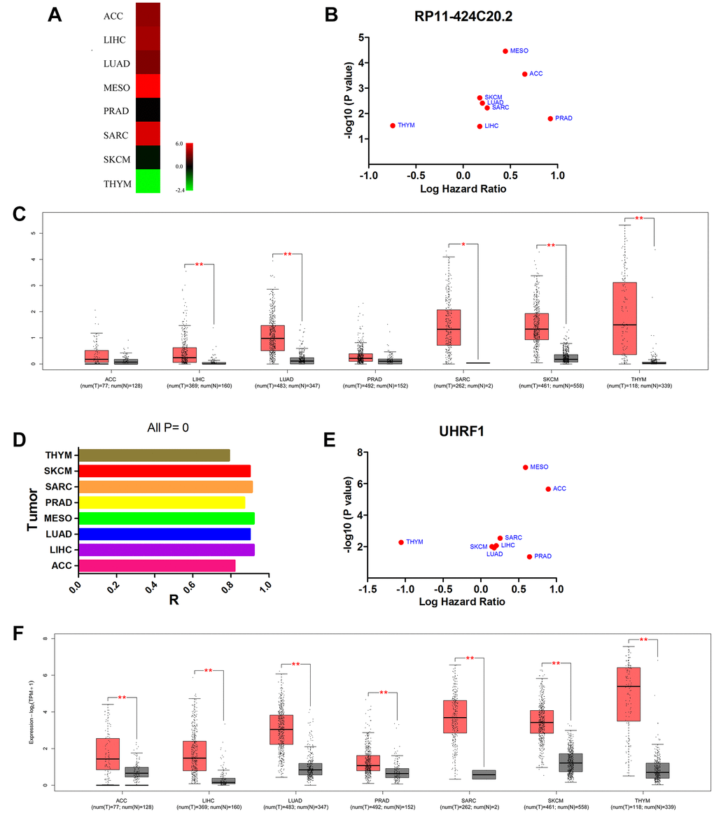 Up-regulated RP11-424C20.2 and UHRF1 are significantly associated with prognosis of cancer patients. (A) RP11-424C20.2 was dysregulated in human cancer identified using dreamBase. (B) Prognostic values of RP11-424C20.2 analyzed with GEPIA. (C) RP11-424C20.2 expression was validated using GEPIA. (D) Correlation analysis between RP11-424C20.2 and UHRF1 using GEPIA. (E) Prognostic values of UHRF1 analyzed with GEPIA. (F) UHRF1 expression was evaluated by GEPIA.