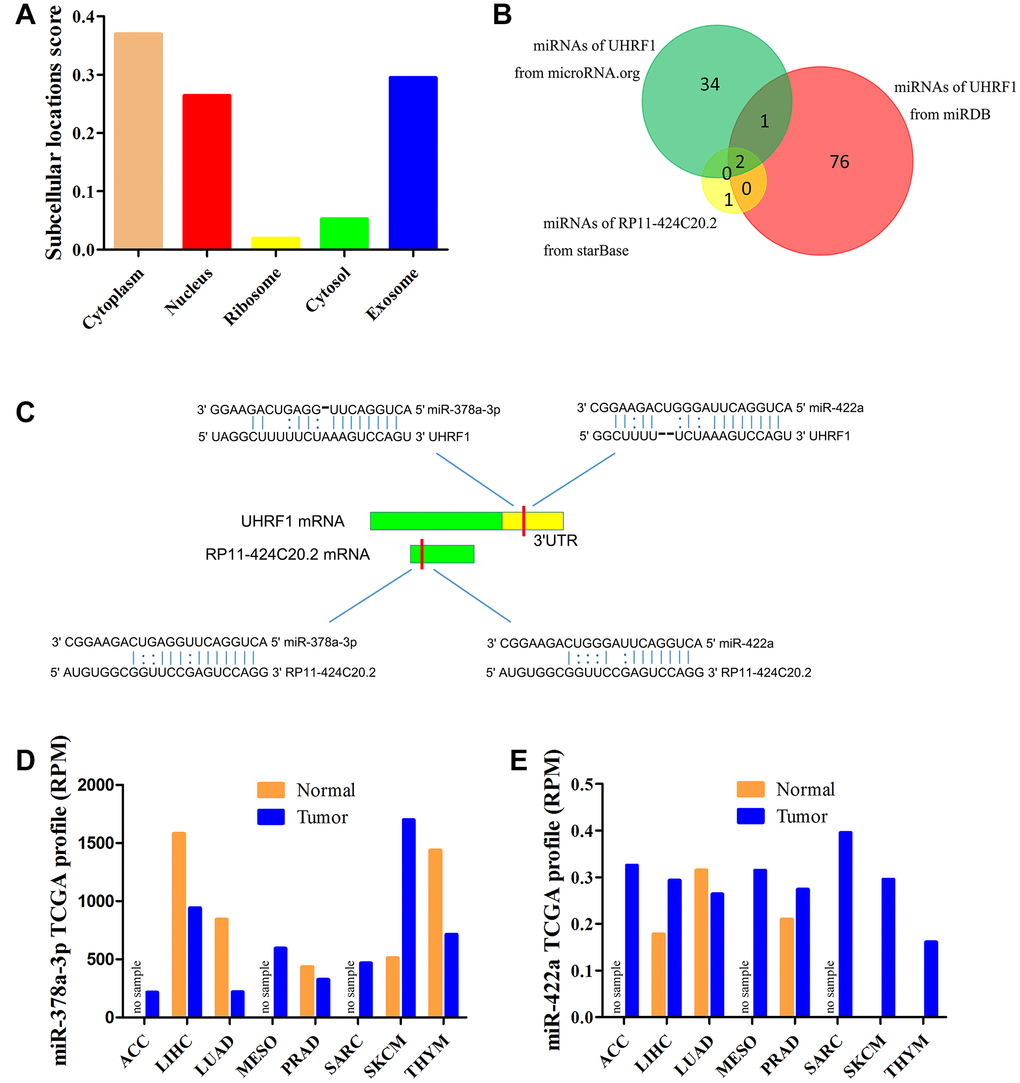 miR-378a-3p is identified as candidate miRNA. (A) Prediction of cellular localization for RP11-424C20.2 using lncLocator. (B) Bioinformatics analysis of candidate miRNAs for RP11-424C20.2 and UHRF1. (C) Base pairing between miR-378a-3p and miR-422a and the putative target site in the RP11-424C20.2 and UHRF1 3’UTR predicted by starBase v2.0 and microRNA.org, respectively. (D) miR-378a-3p expression in TCGA samples. (E) miR-422a expression in TCGA samples.