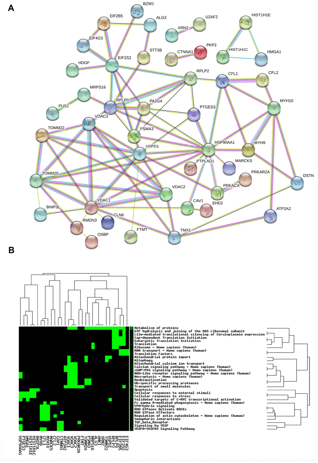 Protein-protein interaction network (A) and statistically significant signaling pathways (B) involved in mtPPs.
