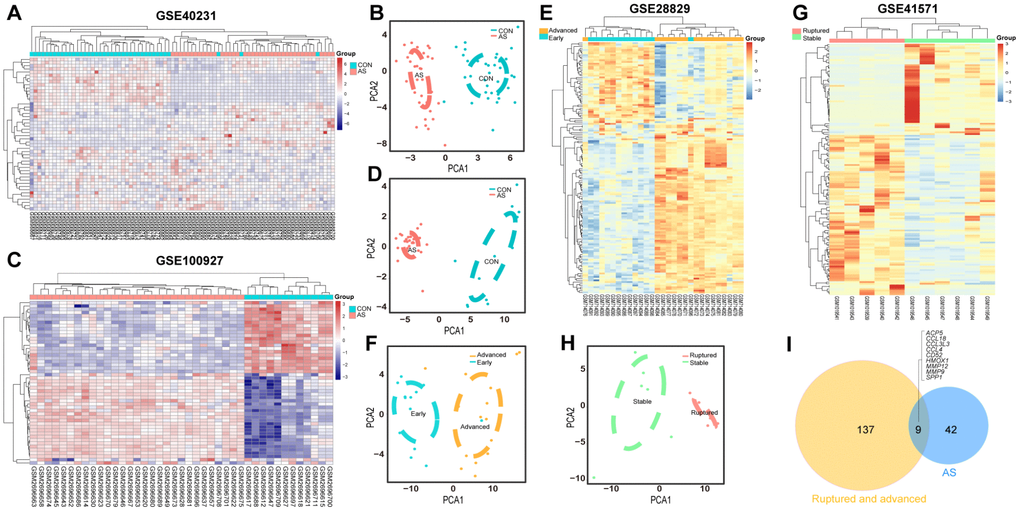 Heatmaps and PCA score trajectory plots showing relative fold changes (FCs) of mRNAs in differentiating plaque sets and heatmaps and PCA score trajectory plots in poor prognosis sets. (A, C, E, G) Heatmap showing 51 DEGs in the differentiating plaque sets and 146 DEGs in the poor prognosis sets after RRA analysis. In the differentiating plaque sets (GSE40231 and GSE100927), samples are sorted by columns, and genes are sorted by rows. Cyan squares represent the control group, and red squares represent the AS group. In the poor prognosis sets (GSE28829 and GSE41571), the blue/green square represents the early/stable stage of the AS group, and the yellow/red square represents the advanced/ruptured stage of the AS group. (B, D, F, H) PCA score trajectory plots showing obvious differences with those DEGs from RRA in the differentiating plaque sets or in the poor prognosis sets. (I) Venn diagram showing 51 DEGs in the differentiating plaque sets and 146 DEGs in the poor prognosis sets. A total of 9 shared hub genes were identified.