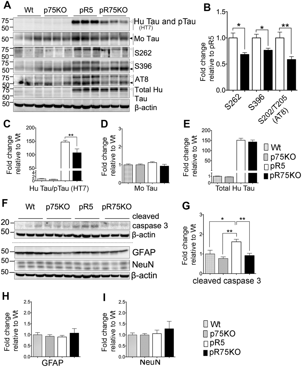 Knock out of p75NTR in pR5 mice attenuated human Tau phosphorylation at 6 months. (A) Protein blots for total Tau, and phosphorylated Tau probed at 75 kDa for human and 50 kDa for mouse protein bands in the forebrains of Wt, p75KO, pR5 and pR75KO mice at 6 months. (B) Protein band intensity quantification of phosphorylated human Tau at S262, S396 and S202/T205 (AT8) in pR5 and pR75KO mice normalised with total human Tau and expressed as fold change relative to pR5. Protein band intensity quantification of total human Tau and pTau detected by HT7 (C), total mouse Tau detected by Tau5 (D), and total human Tau detected by sheep-anti human Tau (E) normalised to β-actin and expressed as fold change relative to Wt. (F) Protein blots of cleaved caspase-3, glial fibrillary acidic protein (GFAP) neuronal nuclei (NeuN). Protein band intensity quantification of cleaved caspase-3 (G), GFAP (H), and NeuN (I) normalised with their respective total β-actin and expressed as fold change relative to Wt. Data are represented as the mean ± SEM, n=6. Statistical comparisons were performed using one-way ANOVA and Tukey’s test. For human pTau, two-tailed unpaired t-test was used to compare pR5 and pR75KO mice. Statistical significance: *P.