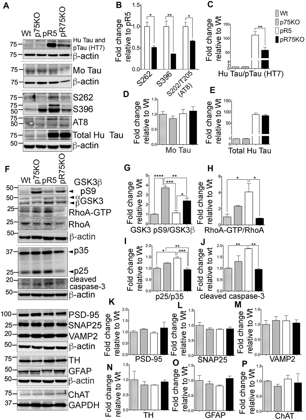 Knock out of p75NTR attenuated Tau hyperposphorylation and the elevated Tau kinases and caspase-3 activities observed in pR5 mice with P301L Tau at 9 months. (A) Protein blots of phosphorylated and non-phosphorylated human Tau in in the forebrain of Wt, p75KO, pR5, and pR75KO mice. (B) Protein band intensity quantification of phosphorylated human Tau at sites S262, S396 and S202/T205 (AT8) normalised to the total human Tau and expressed as fold change relative to pR5. Protein band intensity quantification of total human Tau and pTau detected by HT7 (C), total mouse Tau detected by Tau5 (D), and total human Tau detected by sheep-anti human Tau (E) normalised to β-actin and expressed as fold change relative to Wt. (F) Protein blots of kinases involved in Tau phosphorylation, GSK3, RhoA and Cdk5-activators, p25 and p35 proteins in the forebrain of Wt, p75KO, pR5, and pR75KO mice; of cleaved caspase-3; and of post-synaptic protein, PSD-95 and pre-synaptic proteins, SNAP25 and VAMP2, GFAP, TH ChAT. Protein band intensity quantification of inactive GSK3: GSK3β pS9 normalised with total GSK3β (G), active RhoA-GTP normalised with total RhoA (H), and Cdk5 activators, p25/p35 ratio (I). All band intensities showing (G–I) are expressed as fold change relative to Wt. Protein band intensity quantification of cleaved caspase-3 levels (J), PSD-95 (K), SNAP25 (L), VAMP2 (M), TH (N), GFAP (O), ChAT (P) normalized with their respective β-actin and expressed as fold change relative to Wt. Data are represented as the mean ± SEM, n=3. Statistical comparisons were performed using one-way ANOVA and Tukey’s test. For human pTau, two-tailed unpaired t-test was used to compare pR5 and pR75KO mice Statistical significance: *P, ***P.