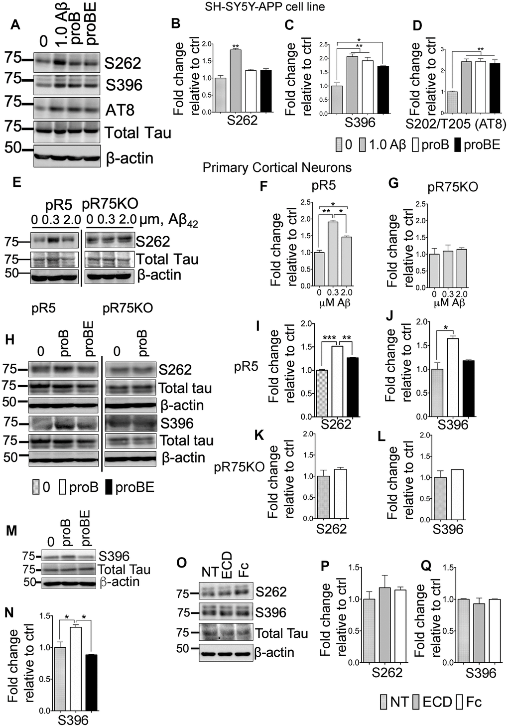 p75NTR ligands, Aβ and pro-BDNF, induced Tau hyperphosphorylation of neurons in vitro. (A) Protein blots of phosphorylated human Tau at sites S262, S396 and S202/T205 (AT8) in SH-SY5Y-APP cell. Treatments were control (0), Aβ42 (1.0 μM), proBDNF (30 ng/mL, proB), and proBDNF (30 ng/mL,) with p75ECD-Fc (10 μg/mL) (proBE). Protein band intensity quantification of phosphorylated human Tau at S262 (B), S396 (C) and S202/T205 (AT8) (D) in SH-SY5Y-APP cell line normalised with total human Tau and expressed as fold change relative to non-treated control (0). Data are represented as the mean ± SEM, n=3. (E) Protein blots of phosphorylated human Tau at site S262 in primary cortical neurons from pR5 and pR75KO mice treated with different concentrations of Aβ42 (0, 0.3, 2.0 μM). Protein band intensity quantification of phosphorylated human Tau at S262 in neurons from pR5 (F) and pR75KO (G) mice normalized with total human Tau and expressed as fold change relative to non-treated control (0). Data are represented as the mean ± SEM. Experiment was done in 3 replicates, each replicate has n=12 animals. (H) Protein blots of phosphorylated human Tau at sites S262 and S396 in primary cortical neurons frompR5 and pR75KO mice treated with proB and proBE. Protein band intensity quantification of phosphorylated human Tau at S262 and S396 in neurons from pR5 (I, J) and pR75KO (K, L) mice normalized with total human Tau and expressed as fold change relative to non-treated control (0) Data are represented as the mean ± SEM. Experiment was done in 3 replicates, each replicate has n=12 animals. (M) Protein blots of phosphorylated human Tau at site S396 in primary cortical neurons from Wt mice treated with proB and proBE. (N) Protein band intensity quantification of phosphorylated human Tau S396 in Wt mice normalized with total human Tau and expressed as fold change relative to non-treated control (0) Data are represented as the mean ± SEM. Experiment was done in 3 replicates, each replicate has n=12 animals. (O) Protein blots of phosphorylated human Tau at sites S262 and S396 in primary cortical neurons of Wt mice treated with p75ECD-Fc (10 μg/mL, ECD) and Human-Fc (10 μg/mL). Protein band intensity quantification of phosphorylated human Tau at sites S262 (P) and S396 (Q) in Wt mice normalized with total human Tau and expressed as fold change relative to non-treated control (0). Data are represented as the mean ± SEM, n=6 animals. All statistical comparisons were performed using one-way ANOVA and Tukey’s test. Statistical significance: Statistical significance: *P, ***P.