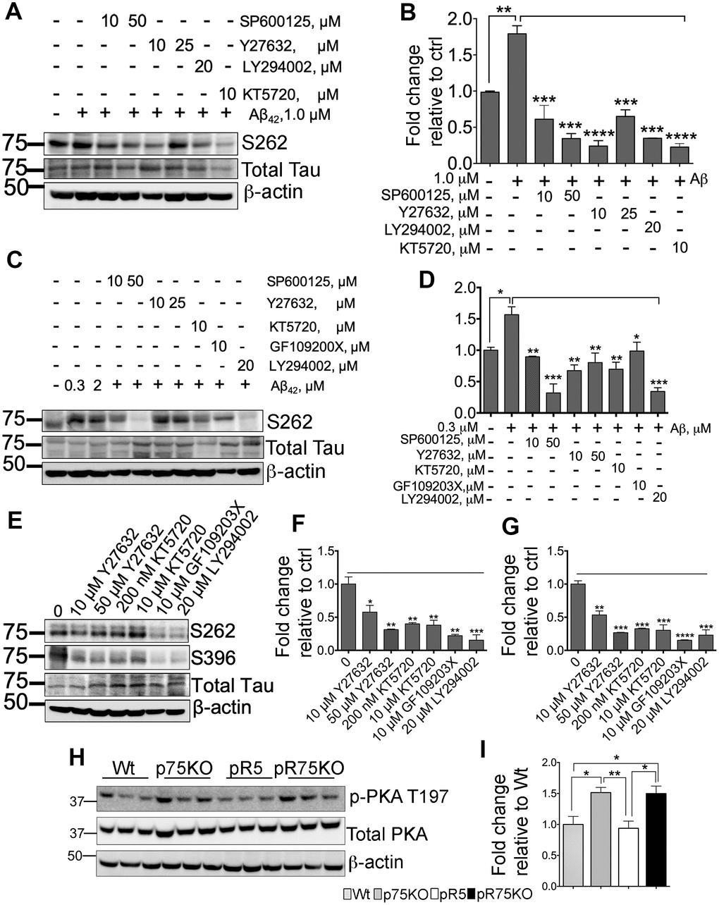Various kinase inhibitors attenuated Tau hyperphosphorylation of neurons in vitro. (A) Protein blot of phosphorylated human Tau at sites S262 in SH-SY5Y-APP cell line treated with or without Aβ42 (1 μM), and subsequently treated with several kinase inhibitors for JNK (SP600125, 10 and 50 μM), ROCK (Y27632, 10 and 25 μM), PI3K (LY294002, 20 μM), and PKA (KT5720, 10 μM) in the presence of Aβ42 for 24 hours. (B) Protein band intensity quantification of phosphorylated human Tau at site S262 levels in SH-SY5Y-APP cell line. Data are represented as the mean ± SEM, n=3. (C) Protein blot of phosphorylated human Tau at sites S262 in primary cortical neurons from pR5 mice treated with or without with Aβ42 (0.3 and 2 μM), and subsequently treated with inhibitors for JNK (SP600125, 10 and 50 μM), ROCK (Y27632, 10 and 25 μM), PKA (KT5720, 10 μM), PKC (GF109203X, 10 μM) and PI3K (LY294002, 20 μM) in the presence ofAβ42 (0.3 μM). (D) Protein band intensity quantification of phosphorylated human Tau at site S262 levels in primary cortical neurons from pR5 mice normalized with total human Tau and expressed as fold change relative to non-treated control (0). Data are represented as the mean ± SEM. Experiment was done in 3 replicates, each replicate has n=12 animals. (E) Protein blot of phosphorylated human Tau at sites S262 and S396 in primary cortical neurons from pR5 mice treated with inhibitors for ROCK (Y27632, 10 and 50 μM), PKA (KT5720, 200 nM and 10 μM), PKC (GF109203X, 10 μM) and PI3K (LY294002, 20 μM). Protein band intensity quantification of phosphorylated human Tau at sites S262 (F) and S396 (G) in primary cortical neurons from pR5 mice normalized with total human Tau and expressed as fold change relative to non-treated control (0) Data are represented as the mean ± SEM. Experiment was done in 3 replicates, each replicate has n=12 animals. (H) Protein blot of PKA phosphorylated at site T197 and total PKA in 6 month old mice. (I) Protein band intensity quantification of phosphorylated PKA at site T197 normalized with total PKA and expressed as fold change relative to Wt mice. Data are represented as the mean ± SEM, n=6. Statistical comparisons were performed using one-way ANOVA and Tukey’s test. Statistical significance: *P, ***P.