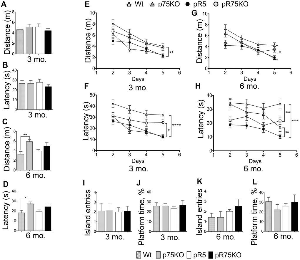 Deletion of p75NTR reversed hyperactivity in pR5 mice at 6 months. Wt, p75KO, pR5 and pR75KO mice at 3- and 6-months of age were subjected to MWM test. Performance of mice on Day 1 to locate the visible platform was assessed by measuring total distance travelled in metres (m) and escape latency in seconds (s) at 3 months (A and B) and at 6 months (C and D) of age. Performance of mice on training Days 2-5 to locate the platform where it is submerged was assessed by measuring the total distance travelled and the escape latency during training at 3 months (E and F) and 6 months (G and H) of age. To determine memory impairment in mice, Probe Test was performed where the number of island entries or platform crossing and the percentage of time spent at the platform area by each mouse, were recorded at training Day 6, at 3 months (I and J) and 6 months (K and L) of age. Data are represented as the mean ± SEM, n=12. Statistical comparisons were performed using one-way (Day 1 and Probe Test) or two-way ANOVA (Training) and Tukey’s test. Statistical significance: *P, ***P.