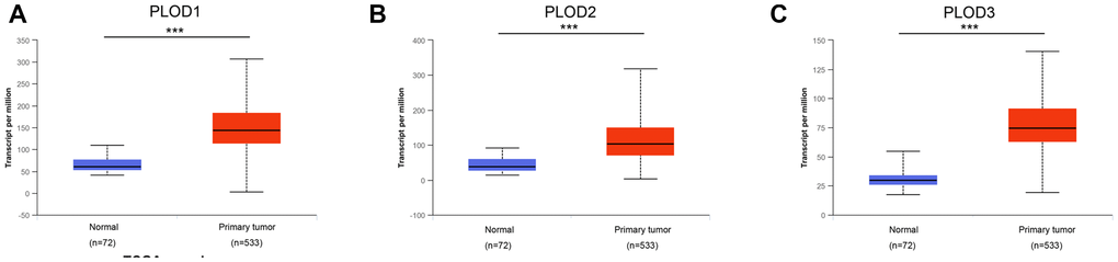 Transcriptional expression of distinct PLODs family members in ccRCC tumor tissues and adjacent normal renal tissues. (A–C) Differential mRNA expressions of 3 PLODs family members were demonstrated to be highly expressed in primary tumor tissues compared to normal samples (*** p