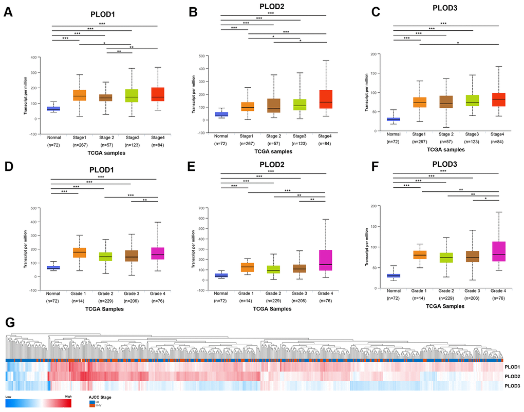 Relationship between transcriptional expressions of distinct PLODs family members and individual cancer stages and pathological grade of ccRCC patients. (A–C) Transcriptional expressions of PLOD1, PLOD2 and PLOD3 were significantly correlated with individual cancer stages, patients who were in more advanced stages tended to express higher mRNA expression of PLODs. (D–F) Transcriptional expressions of PLOD1, PLOD2 and PLOD3 were significantly correlated with individual pathological grade, patients who were in more advanced grade score tended to express elevated mRNA expression of PLODs. The highest mRNA expressions of PLODs were found in stage 4 or grade 4. *pppG) Hierarchical partitioning was performed using transcriptional expression profiles of PLODs in a heat map. Color gradients suggest high (red) or low (blue) expression level, indicating a trend that higher AJCC stage was associated with elevated PLODs expression.