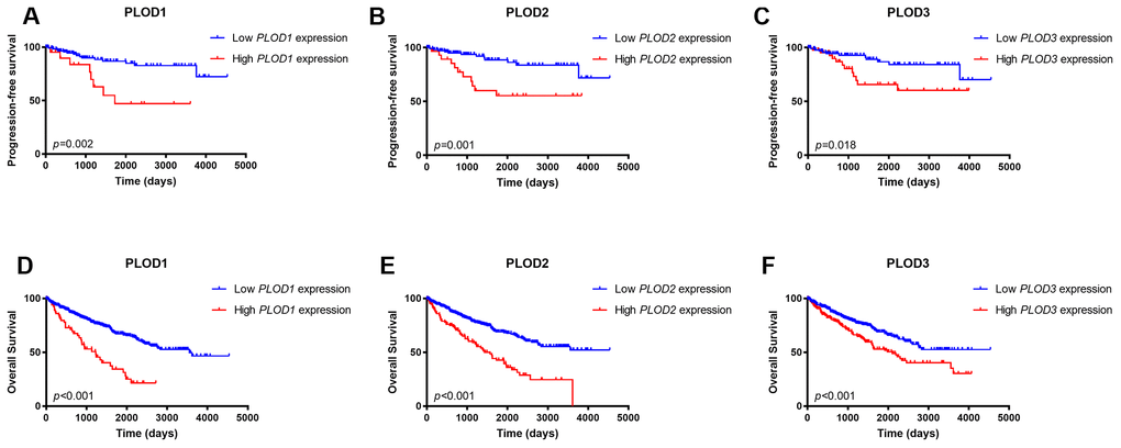 Kaplan-Meier survival analyses on differential PLOD1/2/3 expression groups with PFS. (A–C) and OS (D–F) in the included 533 ccRCC patients. Compared with low mRNA expression of PLODs, high PLOD1 expressions were significantly correlated with poor PFS (p=0.002) and OS (pp=0.001) and OS (pp=0.018) and OS (p