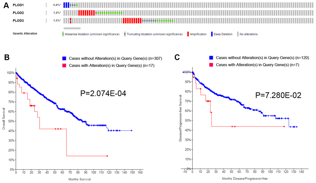 Genetic mutations in PLODs family members and their association with OS and DFS of ccRCC patients (cBioPortal). A total of 3.1% mutation rate of PLODs was observed in ccRCC patients. Genetic mutation alterations rate of PLOD1, PLOD2 and PLOD3 were 0.4%, 1.2% and 1.5%, respectively (A). Genetic alterations in PLODs were associated with shorter OS (B) and DFS (C) of ccRCC patients.