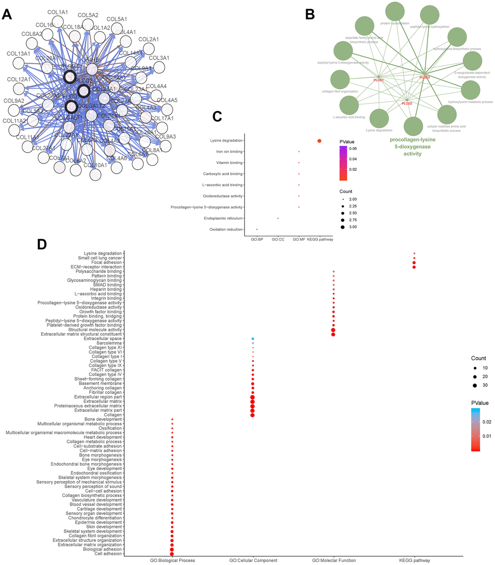 Functions enrichment and signaling pathways analysis of the mutations in PLODs and their 45 frequently altered neighbor genes in ccRCC patients. (A) Network of PLODs and their 45 frequently altered neighbor genes was constructed using cBioPortal. (B) The functional annotation analysis of PLOD1/2/3 was constructed using ClueGO, a plug-in of Cytoscape. Corrected p-value C) Functional and pathway enrichment analyses of PLOD1/2/3 were performed using DAVID and visualized in bubble chart. (D) Functional and pathway enrichment analyses of 48 involved genes were performed using DAVID and visualized in bubble chart.