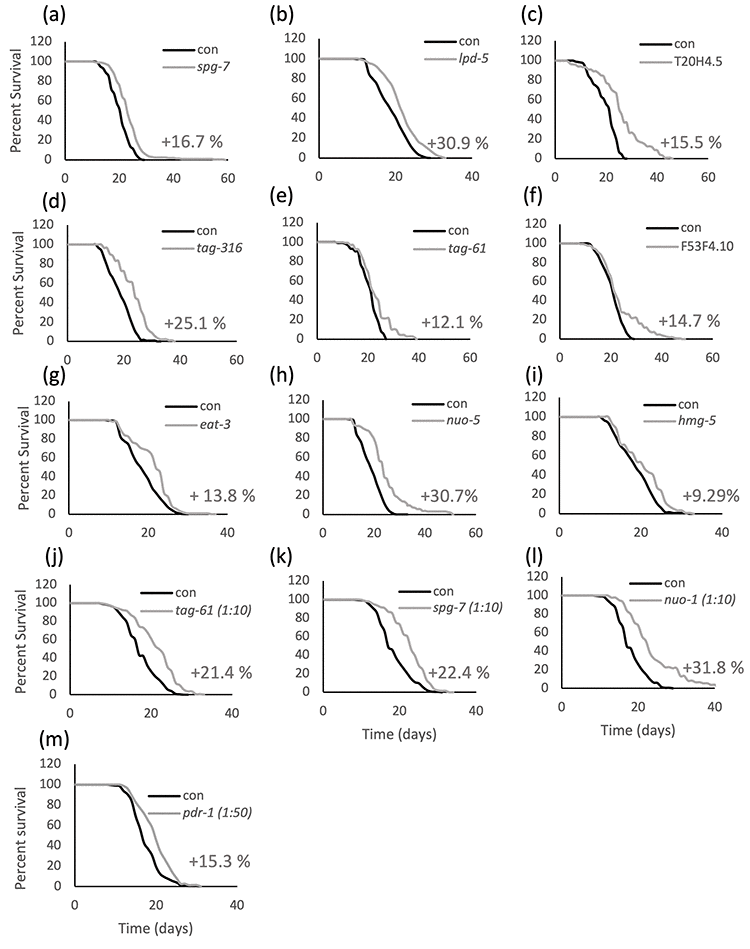 Lifespan is extended upon mild suppression of different mitochondrial proteins. Kaplan-Meier survival curves of wild-type animals fed bacteria transformed with empty vector pL4440 (con) or with pL4440 vector expressing dsRNA targeting the indicated mitochondrial proteins. Mild suppression of the mitochondrial proteins is achieved in the parental generation of animals using undiluted (a-i) or diluted (j-m) RNAi. % mean lifespan increase compared to control is shown next to the corresponding curve. An average of 60 animals per condition was used in each replica and survival curves of pooled population of animals coming from two to four independent replicas are shown. Refer to Supplementary Table SI for a complete statistical analysis of the lifespan assays.