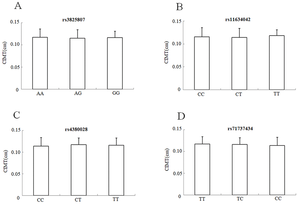 CIMT mean values ± SD of IS patients (n = 264) stratified according to the genotypes and alleles of rs3825807. (A), rs11634042 (B), rs4380028 (C) and rs7173743 (D), respectively.