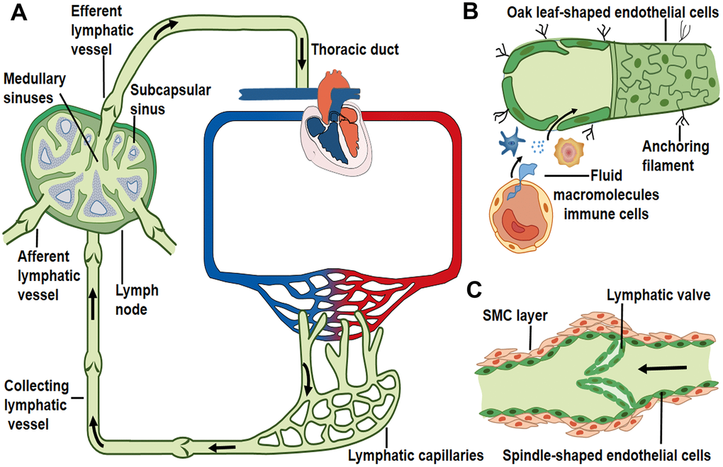 Reduced lymphatic muscle cell coverage in mature lymphatic vessels