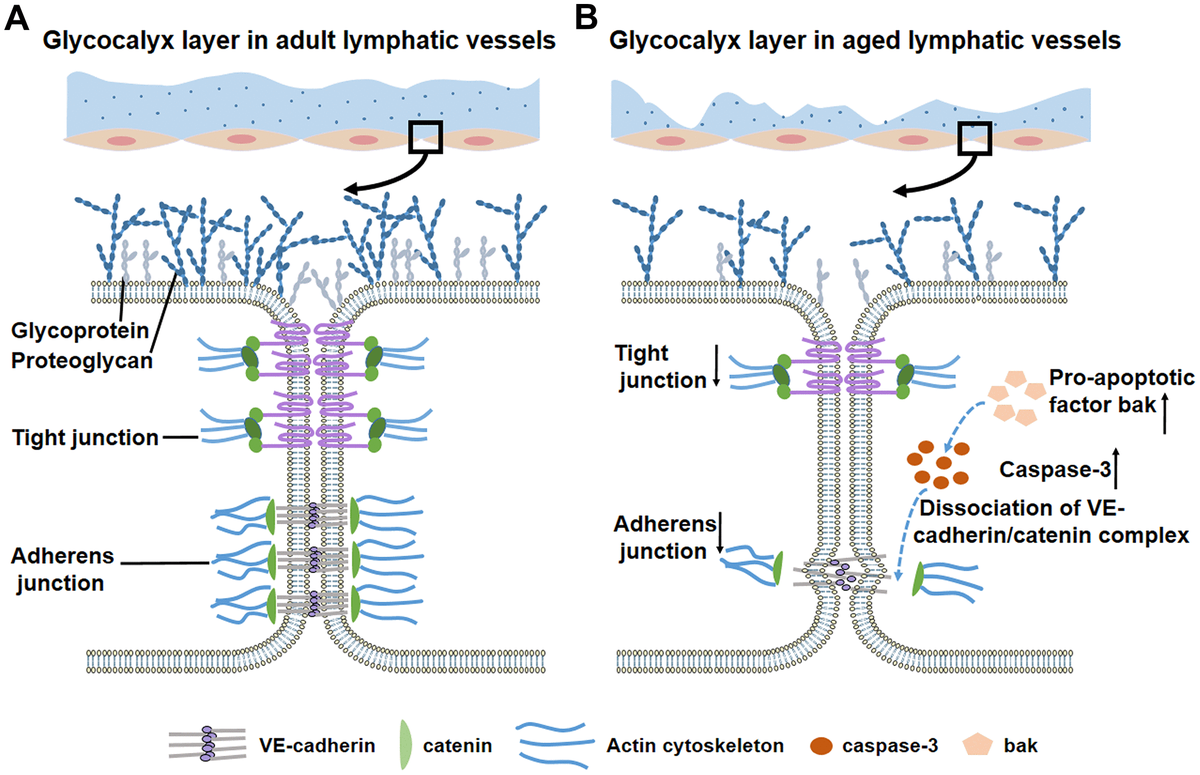 Pathophysiology of aged lymphatic vessels - Figure f3 | Aging