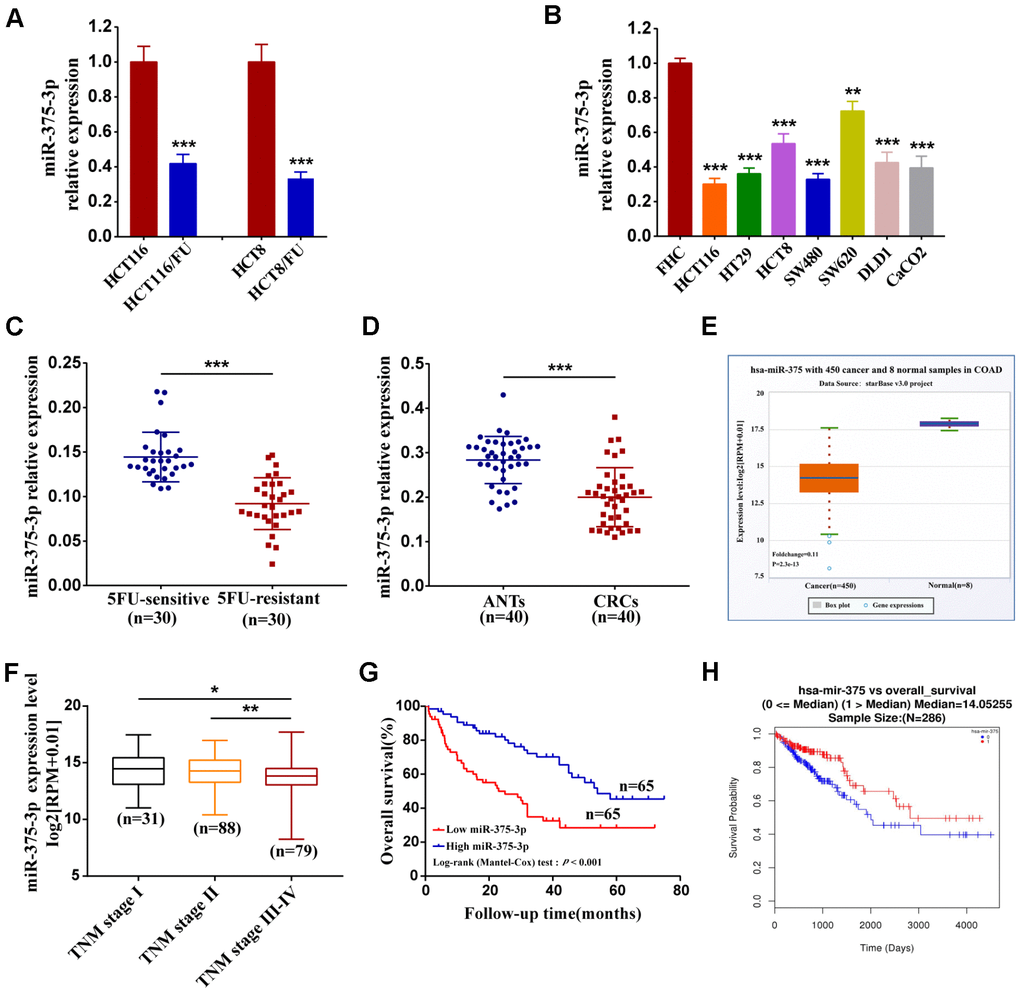 Downregulation of miR-375-3p associated with chemoresistance, malignancy and poor prognosis. (A) The association of miR-375-3p expression and 5FU-resistance were measured by qRT-PCR in CRC parental cell lines (HCT116, HCT8) and 5FU-resistant cell lines (HCT116/FU, HCT8/FU). (B) The miR-375-3p expression in CRC cell lines (HCT116, HT29, HCT8, SW480, SW620, DLD1 and CaCO2) were compared with that in the colonic mucosal epithelial cell (FHC) by qRT-PCR. (C) The association of miR-375-3p expression and 5FU-resistance were measured by qRT-PCR in 5FU-sensitive and 5FU-reisistant groups. MiR-375-3p expression was reduced in 5FU-reisistant group. (D, E) qRT-PCR analysis of miR-375-3p expression in CRC tissues compared with that in adjacent normal tissues from our clinical samples (n = 40, respectively)and Starbase v3.0 database. MiR-375-3p expression was reduced in CRC tissues. (F) The association analysis of miR-375-3p expression with TNM stage (I, II, III, IV) in CRC patients from TCGA database are shown. (G) Kaplan-Meier survival curves for miR-375-3p expression in associated with overall survival based on our clinical samples (n =130, log-rank test, p H) Kaplan-Meier survival curves for miR-375-3p expression in associated with overall survival from TCGA database. * P P P 