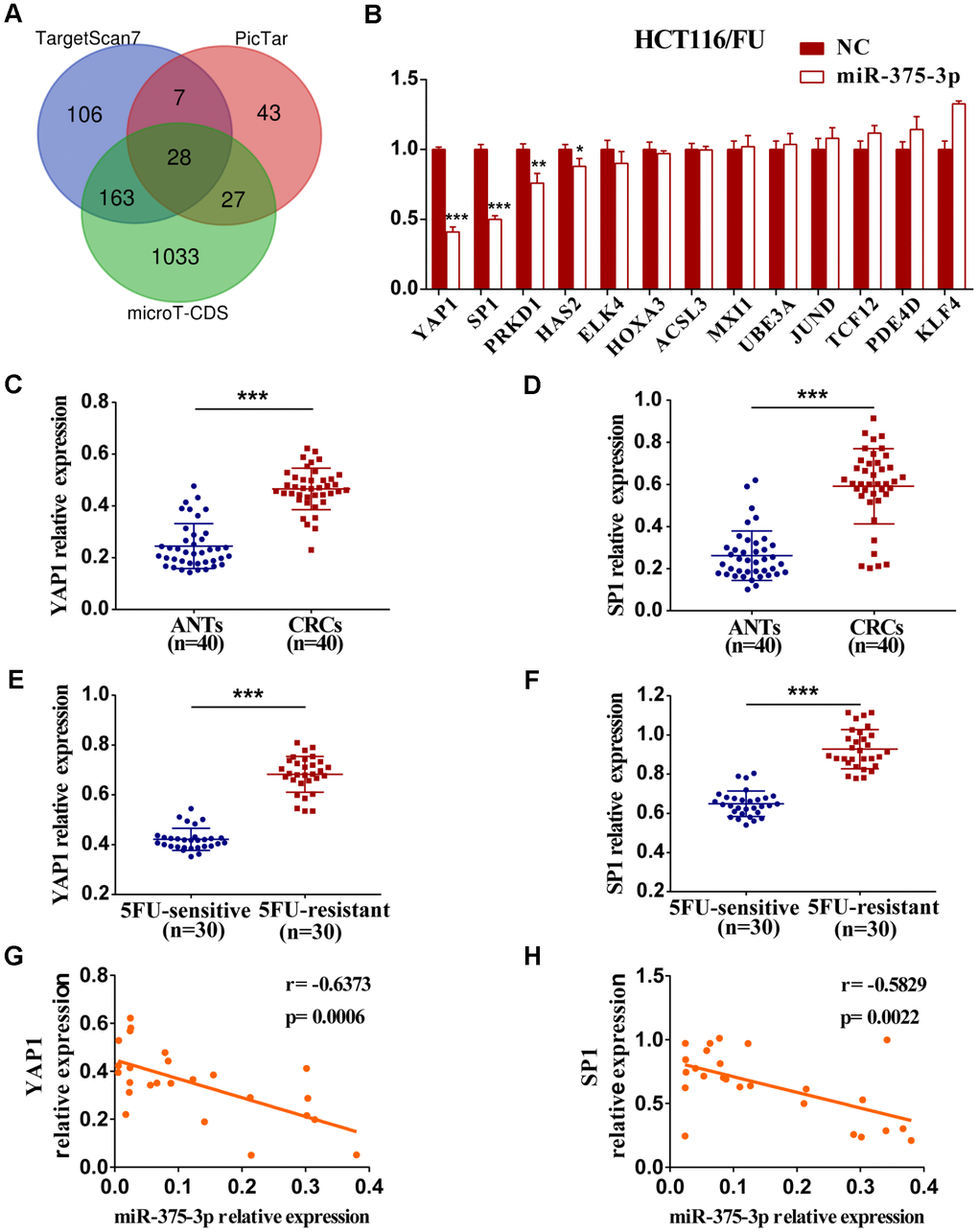The expression of YAP1 and SP1 are inversely associated with miR-375-3p and chemosensitivity. (A) Potential target genes of miR-375-3p were predicted in three bioinformatics databases. (B) The mRNA expressions of 13 candidate targets were analyzed in HCT116/FU cells transfected with miR-375-3p/NC mimics. (C, D) The mRNA expression levels of YAP1 and SP1 were analyzed in CRC patients (n=40). (E, F) qRT-PCR analysis of the expressions of YAP1 and SP1 in 5FU-resistant and 5FU-sensitive groups (n=30, respectively). (G, H) The correlations of miR-375-3p expression and YAP1/SP1 expressions were analyzed in CRC tissues, respectively (n = 25). *P P P 