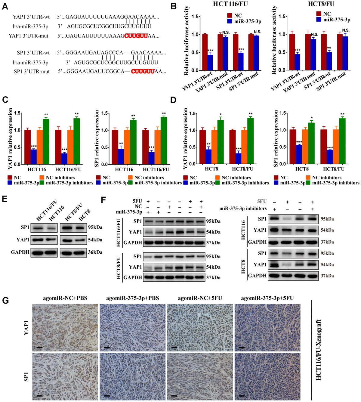 Mir 375 3p Suppresses Tumorigenesis And Partially Reverses Chemoresistance By Targeting Yap1 And 7382