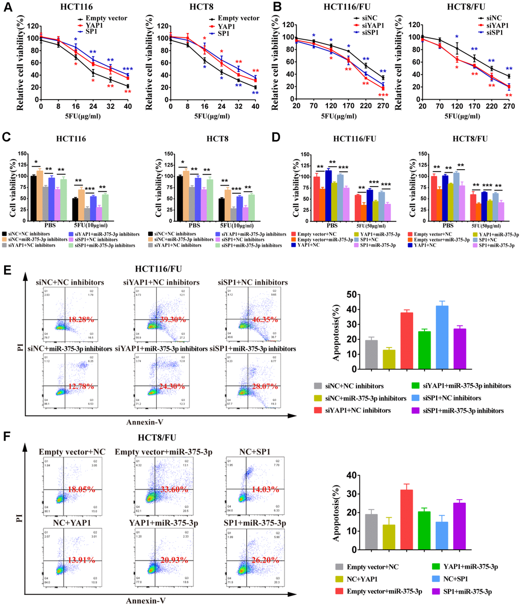 miR-375-3p suppresses cell proliferation and 5FU resistance of CRC cells by repressing YAP1 and SP1. (A) Overexpression of YAP1 and SP1increased cells resistance to 5FU in CRC parental cell lines, HCT116 and HCT8. (B) Depletion of YAP1 and SP1 reversed cells resistance to5FU in CRC resistant cell lines, HCT116/FU and HCT8/FU. (C, D) Cell viability assays were measured both in parental cell lines (HCT116, HCT8) and 5FU-resistant cell lines (HCT116/FU, HCT8/FU). HCT116 and HCT8 cells co-transfected with miR-375-3p inhibitors and siYAP1 or siSP1 respectively, were treated with 5FU (10μg/ml) or not (PBS). HCT116/FU and HCT8/FU cells co-transfected with miR-375-3p and YAP1 or SP1 overexpressing plasmids respectively, were treated with 5FU (50μg/ml) or not (PBS). (E, F) The apoptosis rates of HCT116/FU cells with co-transfection of miR-375-3p inhibitors and siYAP1 or siSP1, respectively, and HCT8/FU cells with co-transfection of miR-375-3p and YAP1 or SP1 overexpressing plasmids, respectively, were measured by flow cytometry analysis. Every system treated with low dose of 5FU for 50μg/ml. *P P P 
