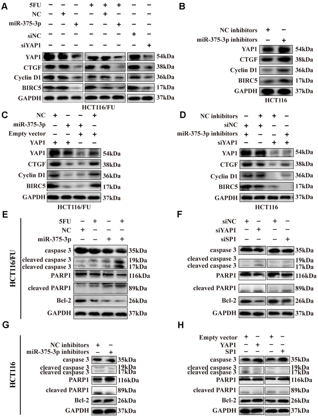 Expression of SP1, YAP1 and its downstream proteins, apoptosis-related proteins were regulated by miR-375-3p. (A) Transfection of miR-375-3p mimics into HCT116/FU cells with or not with 5FU treatment inhibited the expression of Hippo-YAP1 pathway-associated downstream proteins. Expression of the indicated proteins was detected by western blot. (B) Transfection of miR-375-3p inhibitors into HCT116 cells promoted the expression of Hippo-YAP1 pathway-associated downstream proteins. Expression of the indicated proteins was detected by western blot. (C) The inhibited effects of miR-375-3p on Hippo-YAP1 pathway-related downstream proteins were abolished by transfection of YAP1 overexpressing plasmid in HCT116/FU cells. (D) The promoted effects of miR-375-3p inhibitors on Hippo-YAP1 pathway-related downstream proteins were reversed by transfection of siYAP1 in HCT116 cells. (E, F) The apoptosis-related proteins expression levels were detected in HCT116/FU cells transfected with miR-375-3p (left) or siYAP1/siSP1 (right). MiR-375-3p and siYAP1 and siSP1 promotes apoptosis in protein level. (G, H) The apoptosis-related proteins expression levels were detected in HCT116 cells transfected with miR-375-3p inhibitors (left) or YAP1/SP1 overexpressing plasmids (right). MiR-375-3p inhibitors and YAP1 or SP1 inhibits apoptosis in protein level.