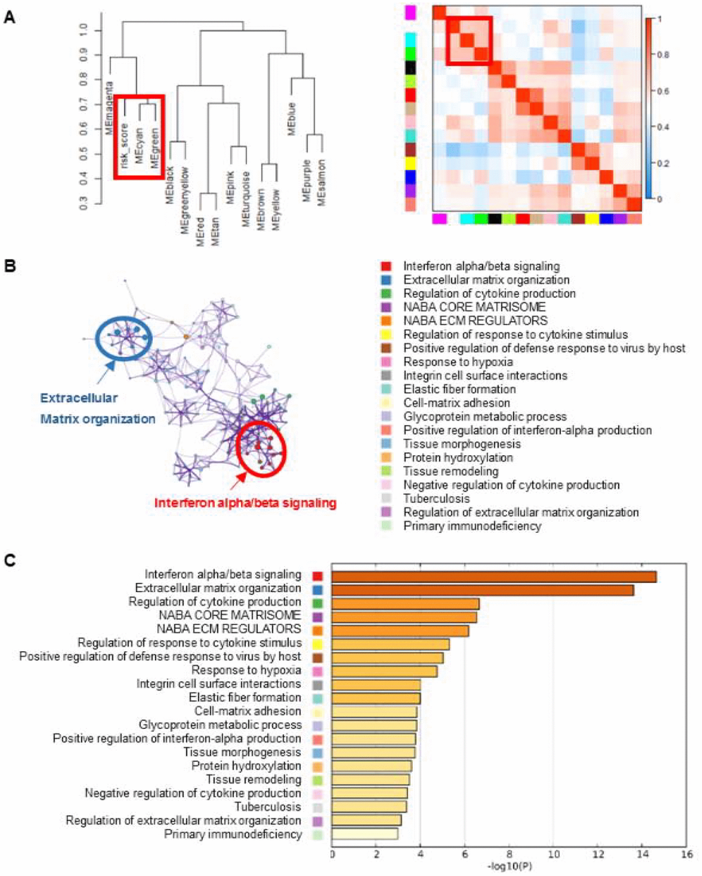Gene enrichment analysis of the lncRNA-signature. (A) WGCNA method were performed to cluster genes that highly correlated with the risk scores. Clustering dendrogram and eigengene adjacency heatmap were generated using genes associated with the eight-lncRNA signature. (B) The pathways related with eight-lncRNA signature were clustered using Metascape. The cluster was made up of the best enriched pathways. The top 20 enriched pathways were shown (right panel) and the top 2 enriched pathways were marked (left panel). (C) The histogram of the top 20 enriched pathways associated with risk score was arranged by -Log10P value. Each bar represented one enriched term and was colored by -Log10P value.