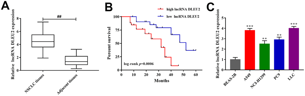 The expression of lncRNA DLEU2 in NSCLC tissues and cell lines. (A) qRT-PCR was used to detect the expression of lncRNA DLEU2 in NSCLC tissues and adjacent tissues (n=32), ##pB) Kaplan-Meier analyze was applied to evaluate the correlations between lncRNA DLEU2 level and overall survival of NSCLC patients; (C) The expression level of lncRNA DLEU2 in NSCLC cell lines by qRT-PCR, **p***p