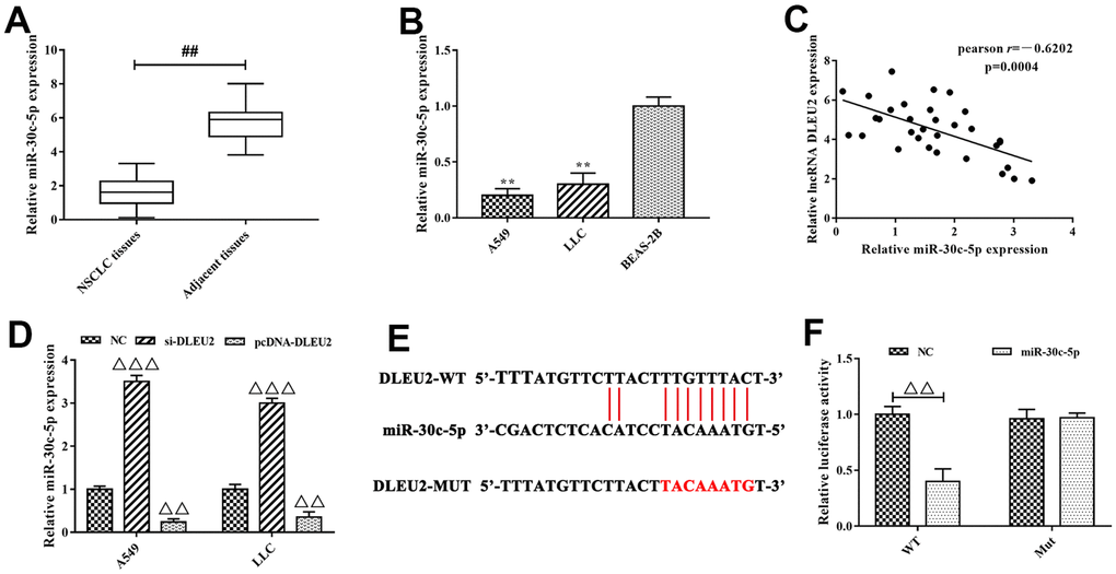 miR-30c-5p was the target of lncRNA DLEU2. (A–B) The expression of miR-30c-5p in NSCLC tissues and cell lines were measured by qRT-PCR, ##p**pC) Spearman’s correlation analysis was used to evaluate the expression relationship between lncRNA DLEU2 and miR-30c-5p; (D) The expression of miR-30c-5p in A549 and LLC cells were transferred with si-DLEU2 and pcDNA-DLEU2 by qRT-PCR; (E) The bioinformatics analysis result showed that lncRNA DLEU2 had a binding site with miR-30c-5p; (F) Dual-luciferase reporter gene assay was used to confirm the target relationship between lncRNA DLEU2 and miR-30c-5p. ΔΔpΔΔΔp
