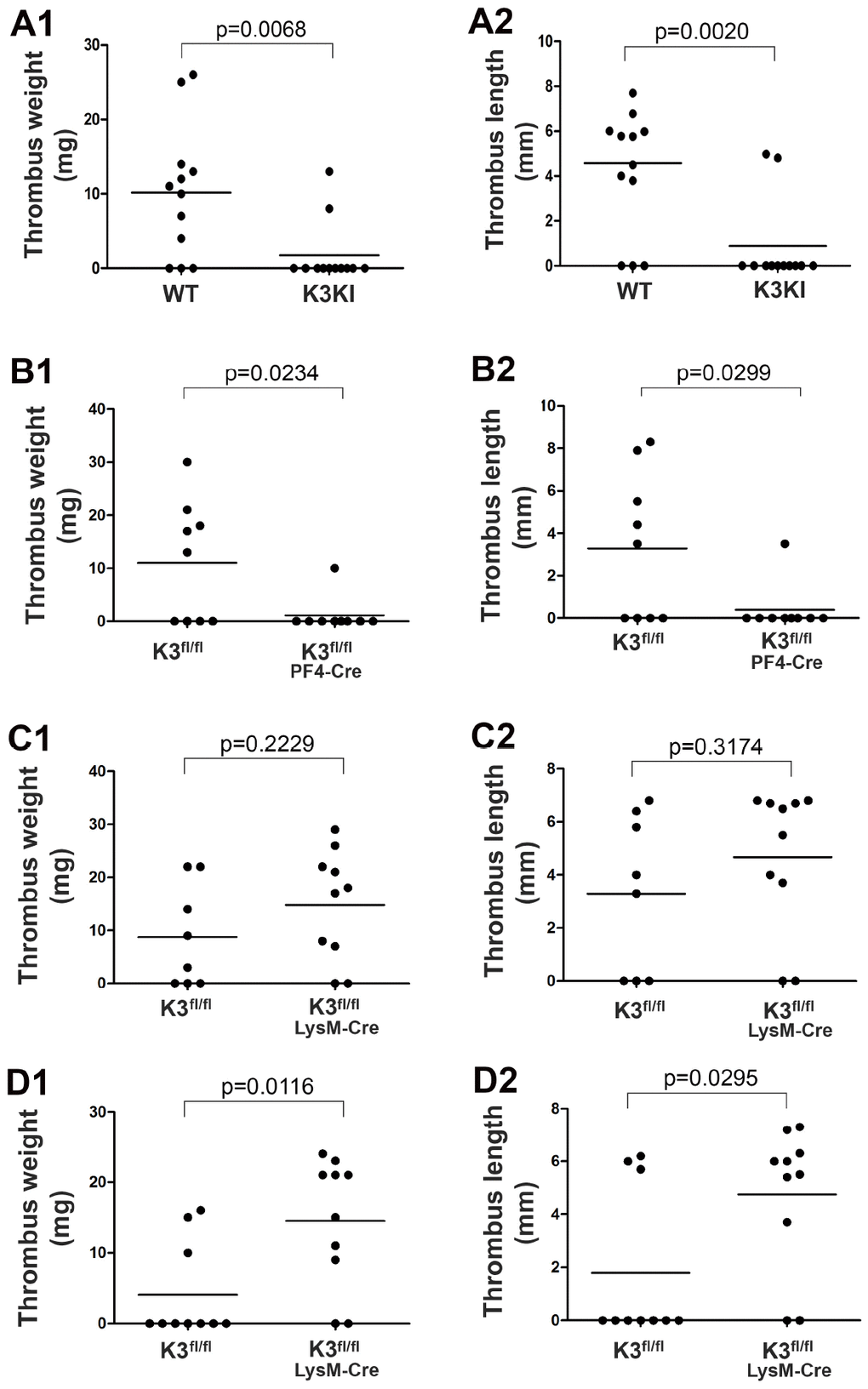 Determine the role of kindlin-3 in platelets and myeloid cells in regulating stenosis-induced DVT in mice. (A1–A2) K3KI mice and wild type littermates were subjected to partial IVC ligation for 48 hours. After that, the IVC tissues were harvested, and thrombus weight and length were evaluated; n = 12 for each group. (B1–B2) Thrombus formation was evaluated in Kindlin-3fl/flPF4 mice and Kindlin-3fl/fl littermates by partially ligating the IVC for 48 hours; n = 9 for each group. (C and D) Partial IVC ligation was applied to Kindlin-3fl/flLysM-Cre mice and Kindlin-3fl/fl littermates for either 48 hours (C1–C2) or 6 hours (D1–D2), and thrombus formation in these mice was evaluated; n ≥ 8 for each group. Dots represent individual experiments for each mouse and lines in dot plots represent mean. A value of P 