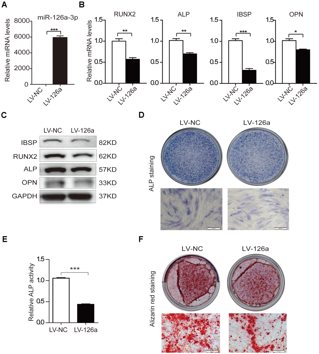 Osteogenesis is suppressed upon upregulation of miR-126a-3p in hADSCs. (A) The expression level of miR-126a-3p was detected using qRT-PCR in transduced hADSCs with lentivirus overexpressing miR-126a-3p (LV-126a) or the negative control (LV-NC). (B) The mRNA levels of osteogenic-related genes were detected by qRT-PCR assay in osteogenic-induced cells on day 6. (C) Western blot assays analyzed the protein levels osteogenic-related genes in osteogenic-induced cells. (D, E) ALP staining and ALP activity analyses indicated early differentiation on day 6 of osteogenic differentiation. (F) Alizarin red staining was performed to detect calcium salt deposits on day 12. Scale bars: 200 μm. Quantitative data are presented as the mean ± S.D. (n =3). *P