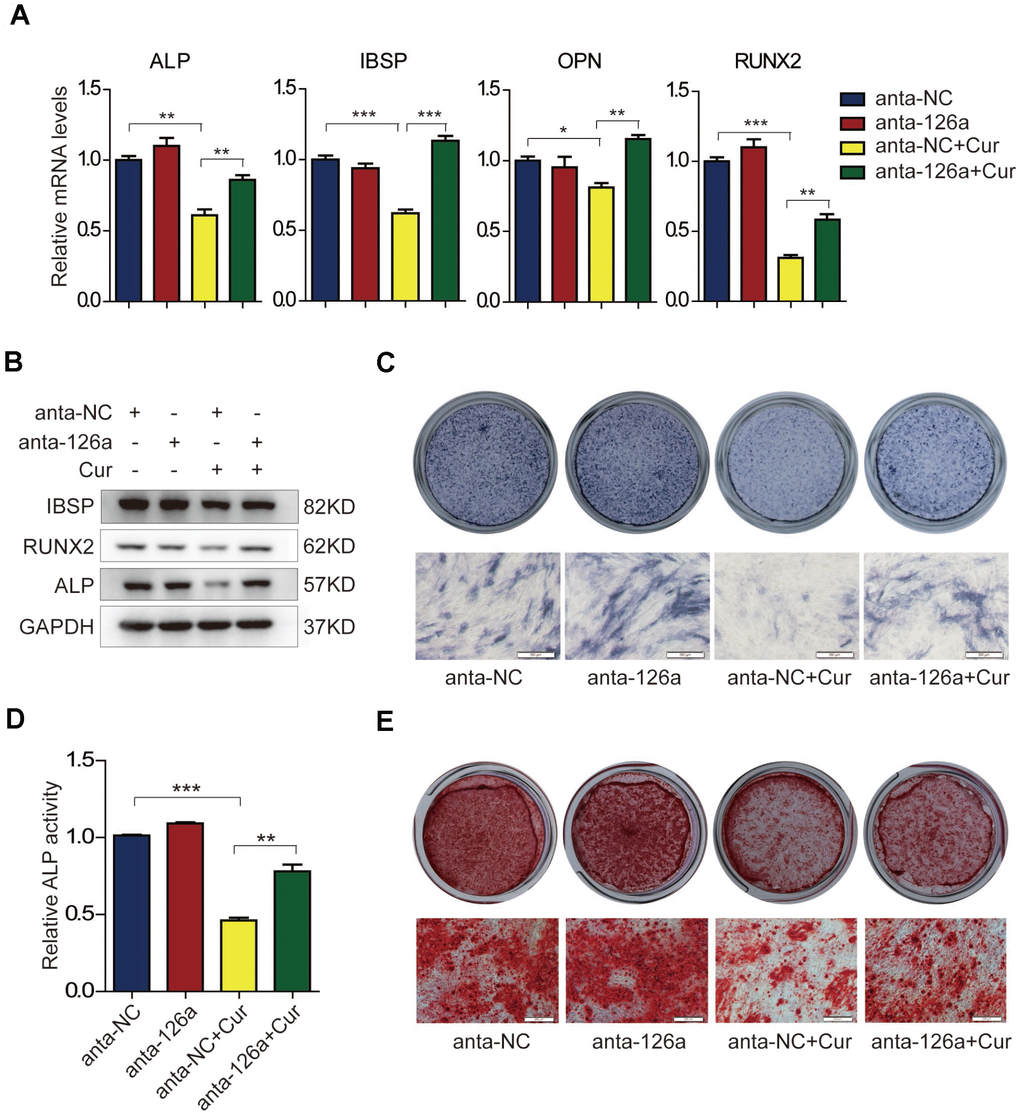 The suppressive effect of curcumin on osteogenic differentiation is antagonized in miR-126a-3p-inhibited hADSCs. (A) hADSCs were transfected with the miR-126a inhibitor (anta-126a) or the negative control (anta-NC) and were treated with curcumin or untreated. The mRNA levels of osteogenic-related genes were detected by qRT-PCR assay on day 6 of osteogenesis. (B) The protein levels of osteogenic-related genes were detected by western blot assay in osteogenic-induced cells. (C, D) ALP staining, and ALP activity analyses were performed to indicate the early differentiation on day 6 of osteogenic differentiation. (E) Alizarin red staining was performed to detect calcium salt deposits on day 12. Scale bars: 200 μm. Quantitative data are presented as the mean ± S.D. (n =3). *P