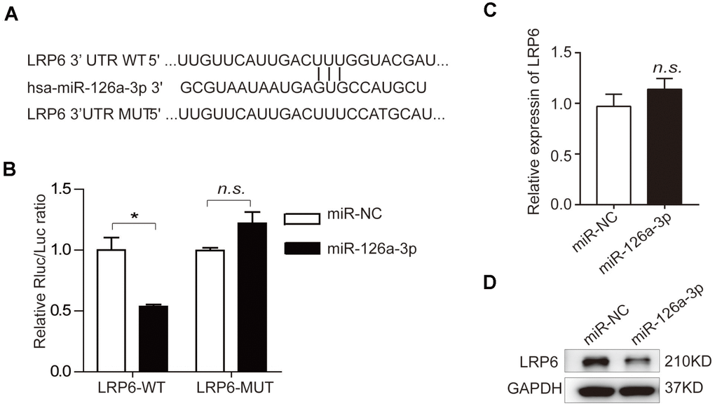 Prediction and verification of miR-126a-3p target genes. (A) Bioinformatic analysis was used to predict the binding seed sequence of miR-126a-3p with the 3′UTR of LRP6. The wild type (WT) or mutant (MUT) 3′UTR fragments of LRP6 were inserted into the psiCHECK-2 reporter vector. (B) The relative luciferase activities were detected using a Dual-Luciferase Reporter Assay System. (C, D) The mRNA and protein levels of LRP6 were analyzed by qRT-PCR and western blot assays.